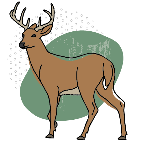 Flowy illustration of a brown deer on an organic green blob background