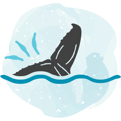 Flick feeding icon, with a grey humpback whale tail splashing at the surface of the water. A blue watercolour blob is behind.