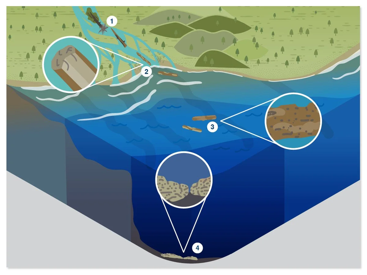 Illustrated diagram of land and ocean cross-section, featuring wood breaking down in rivers, floating at sea, and on the ocean floor.