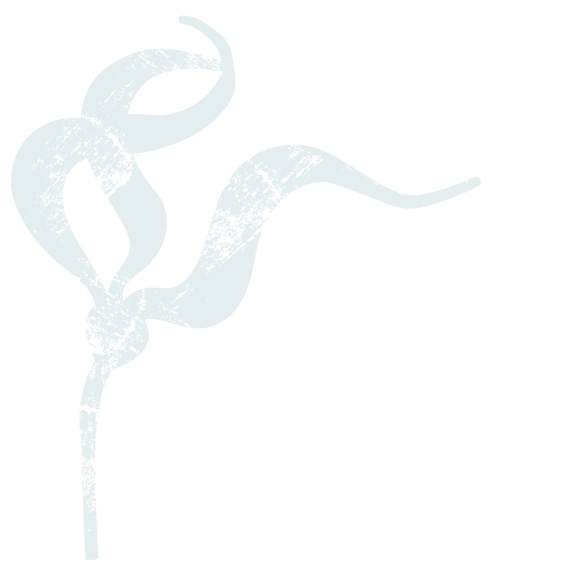 A distressed light blue illustration of bull kelp