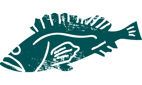 A distressed dark teal illustration of a rockfish