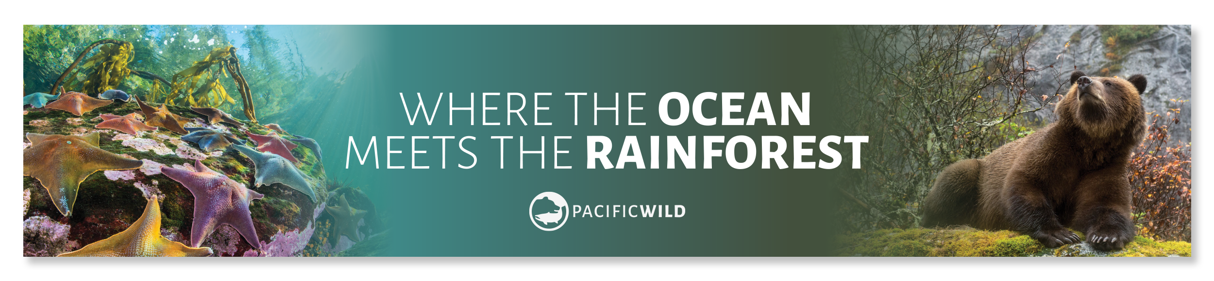 A large scale banner with a colourful starfish photo on the left blending into teal blue. On the right, this blends into dark green and then into a grizzly bear photo. The headline "Where the Ocean Meets the Rainforest" is large in the centre.