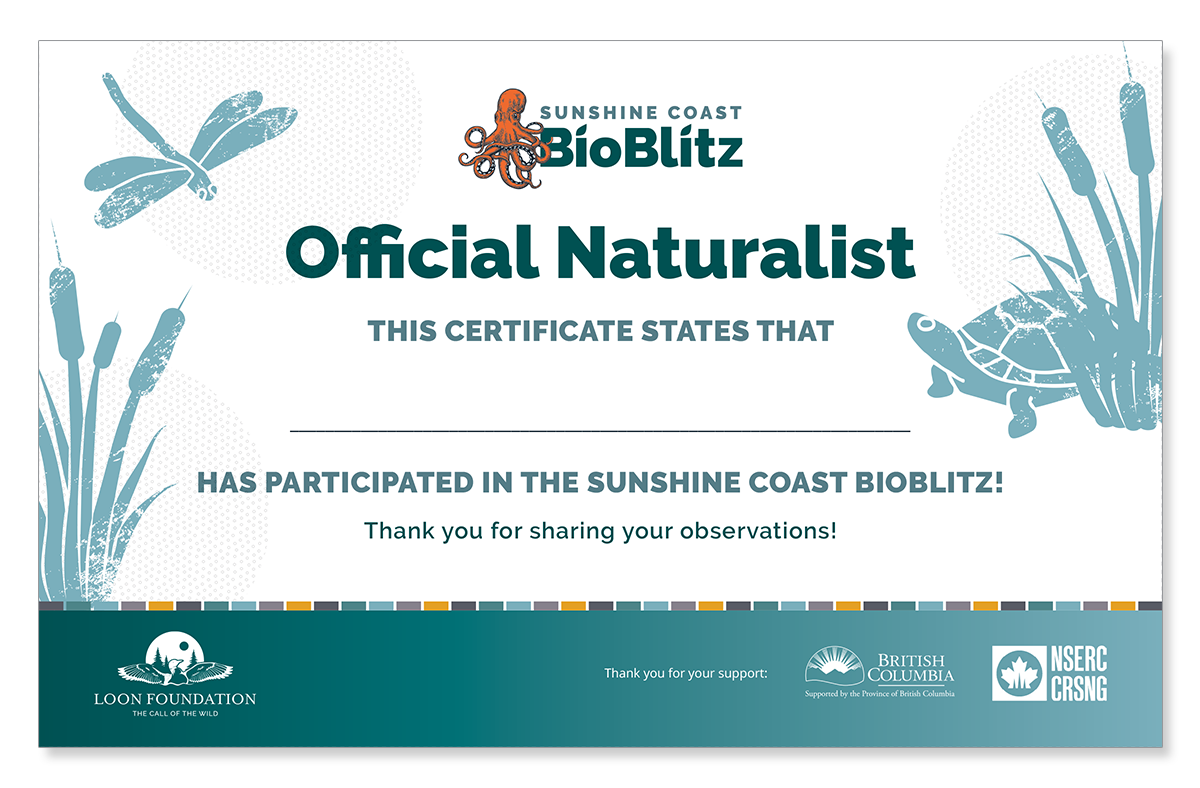BioBlitz participation certification, branded with BioBlitz dragonfly, turtle, and cattails in teal blue