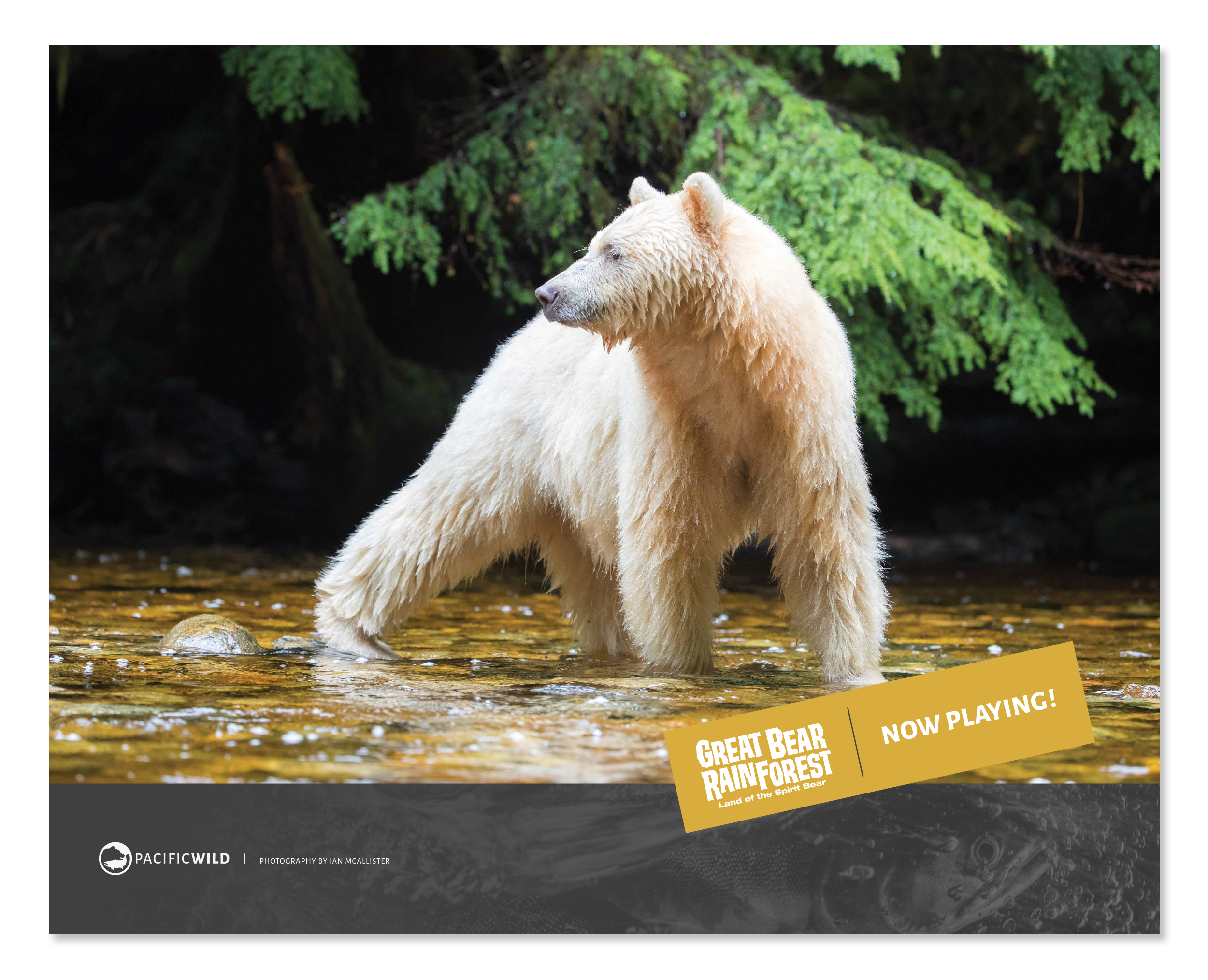 A large scale wall graphic featuring a photo of a spirt bear standing in a river. A gold sticker overlays the bottom of the photo with the Great Bear Rainforest logo and Now Playing. A branded Pacific Wild grey footer runs along the bottom.