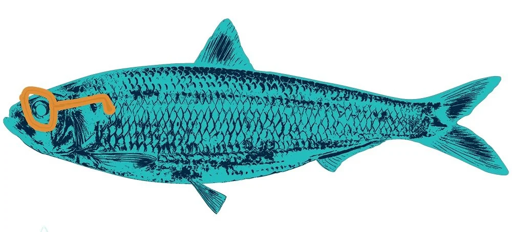 Distressed illustration of a teal blue herring wearing bold orange sunglasses
