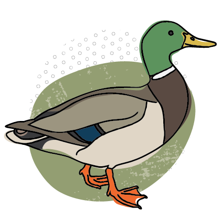 Flowy illustration of a mallard duck on an organic gold blob background