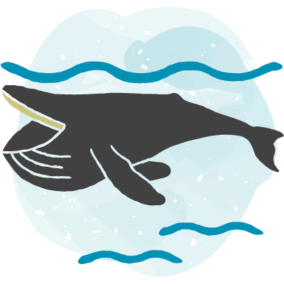 Skim feeding icon, with a grey humpback whale’s open mouth skimming just below the surface of the water. A blue watercolour blob is behind.