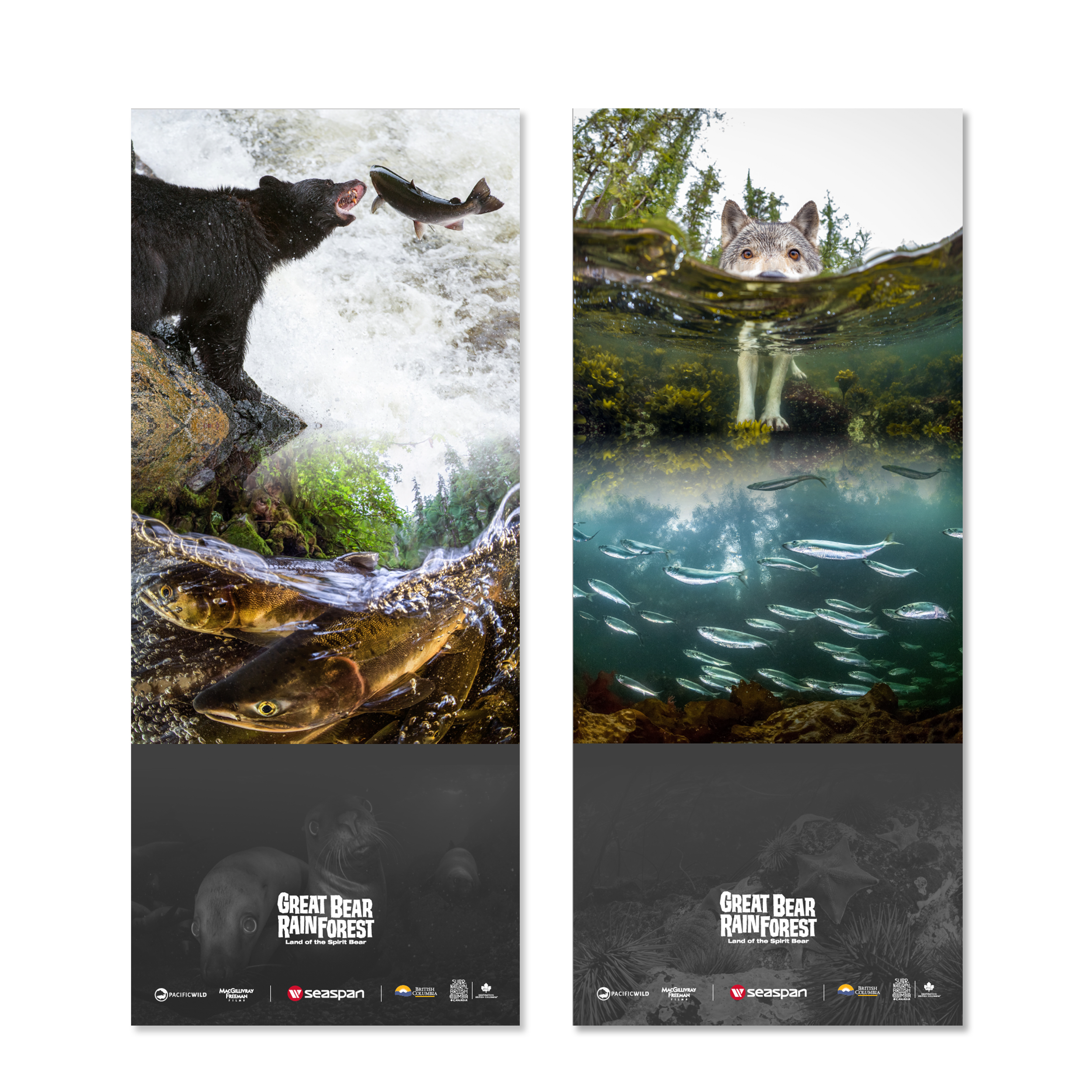 Two pop-up banners with photos on the upper portions reflecting a black bear, wolf, salmon and herring. Nature photos are overlaid on a grey footer branded with the Great Bear Rainforest logo and sponsor logos