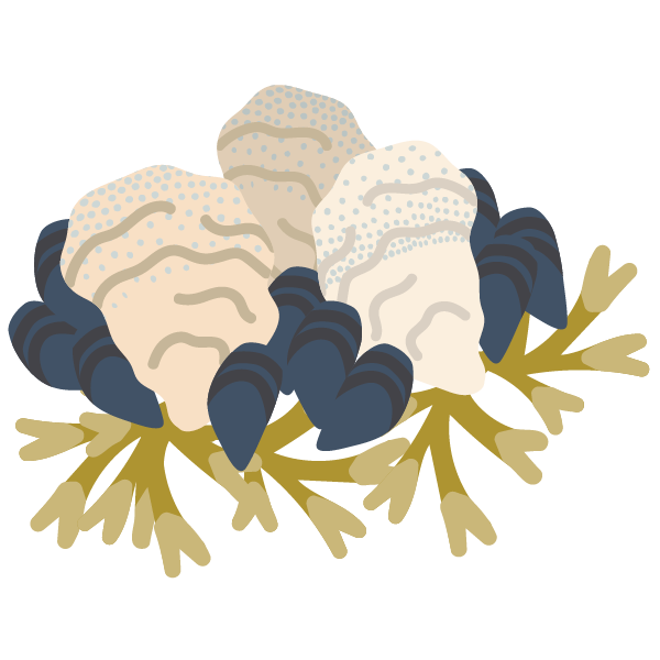 Playful illustration of cream oysters, navy mussels, and gold rockweed