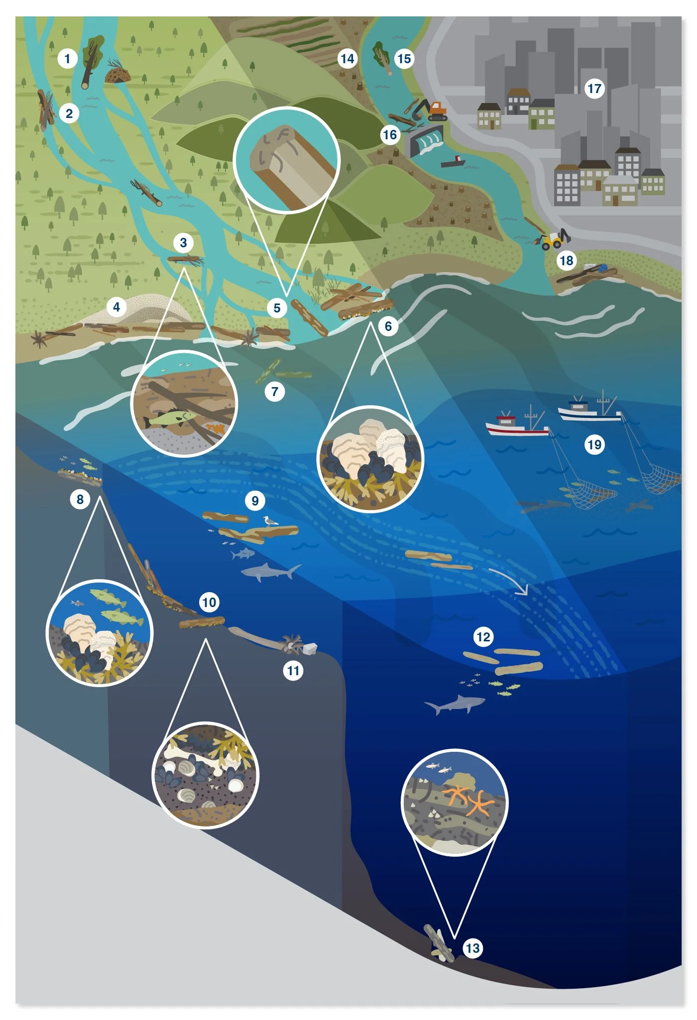 o	Wood to Sea Overview Diagram, showcasing the journey of wood from rivers, estuaries, and coastlines, out to the deep sea.