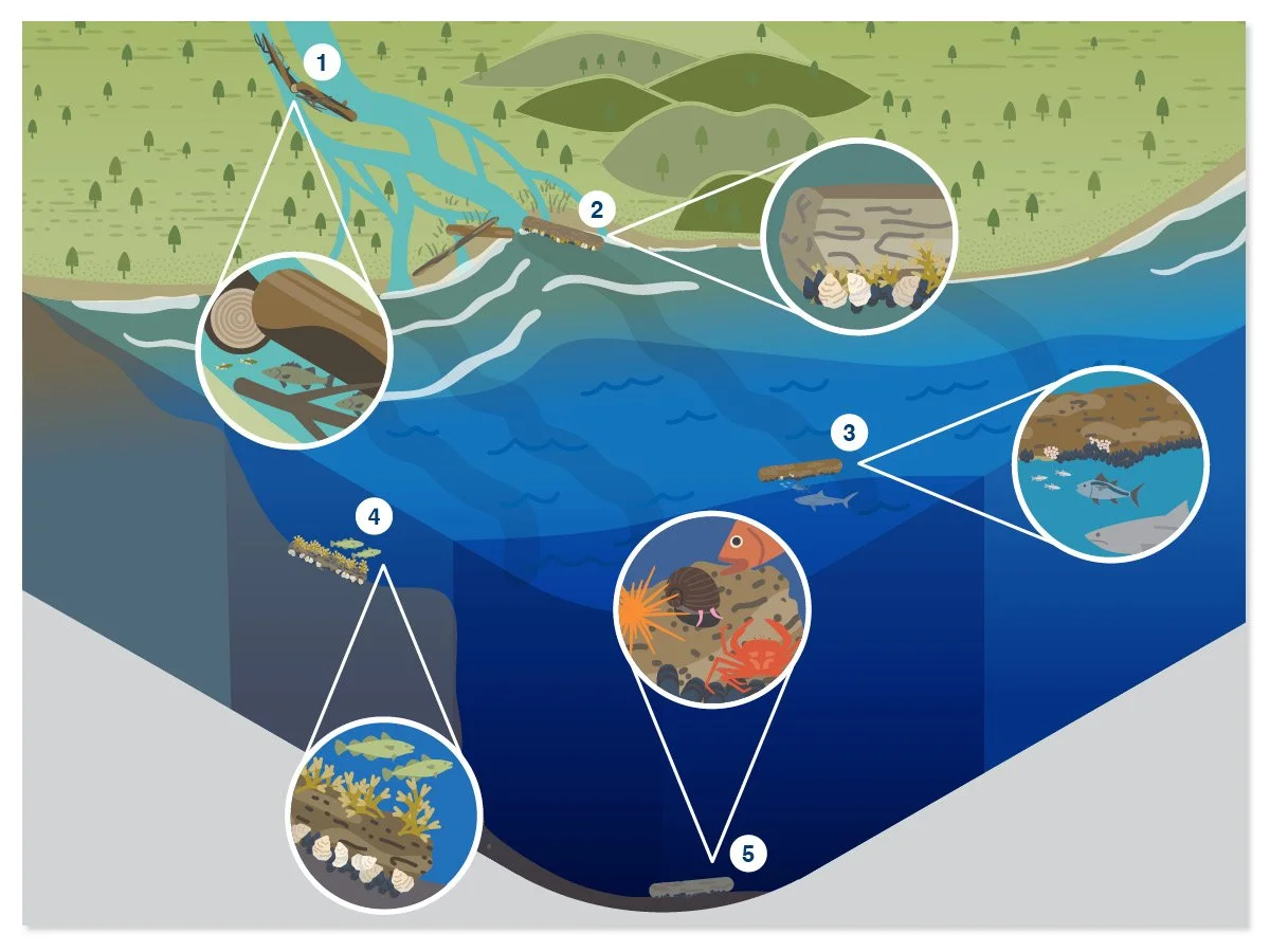 Illustrated diagram of land and ocean cross-section, featuring wood degradation and the positive impacts on marine ecosystems