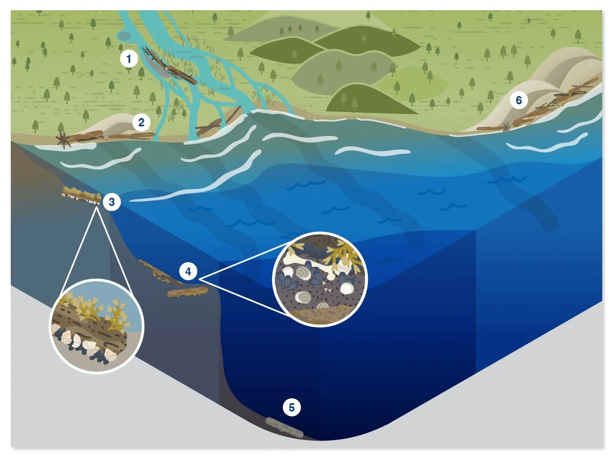 Illustrated diagram of land and ocean cross-section, featuring a braided river, sand dunes, and sea floor with degraded wood.