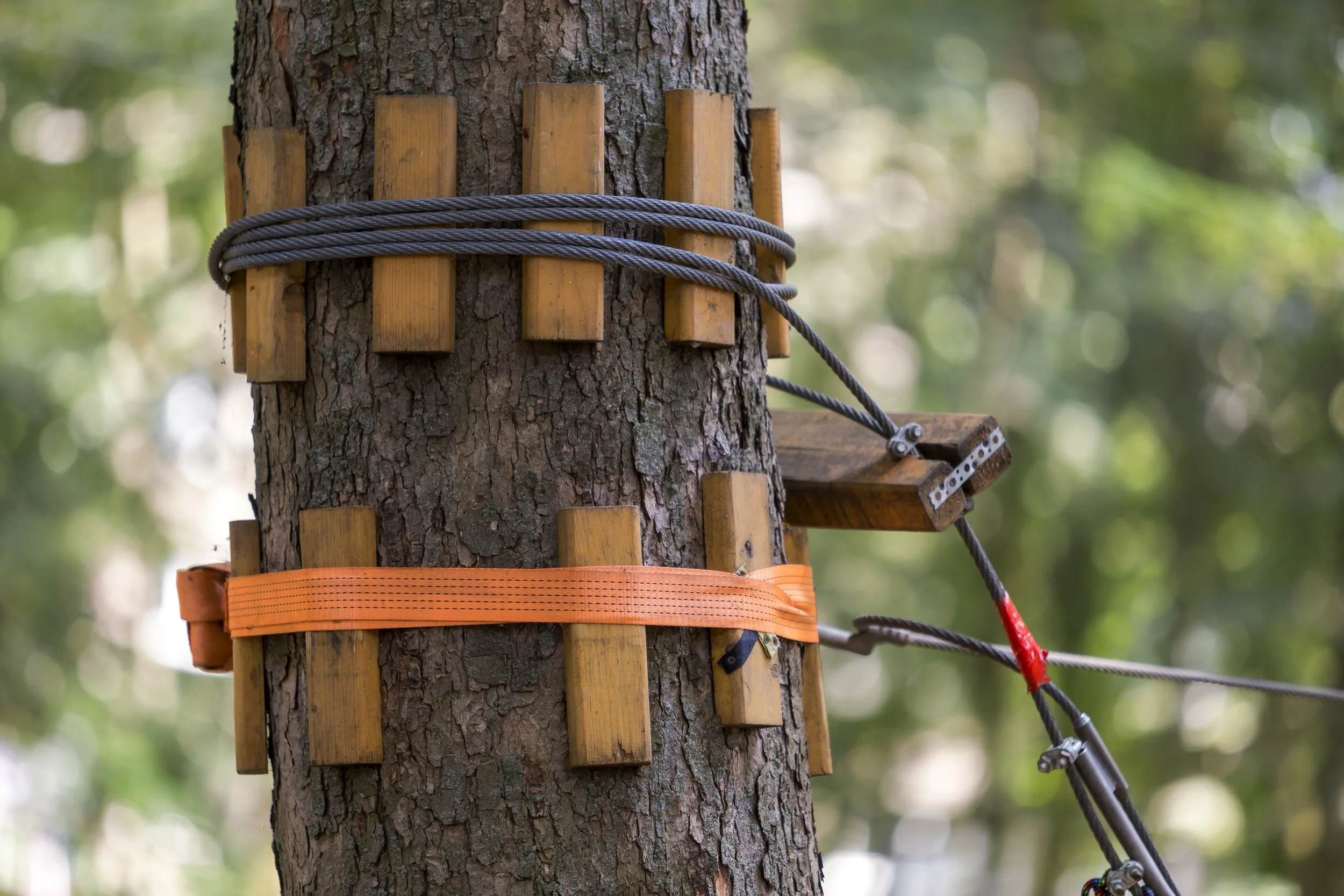 Tree Cabling and Bracing — MLS TREE SERVICE