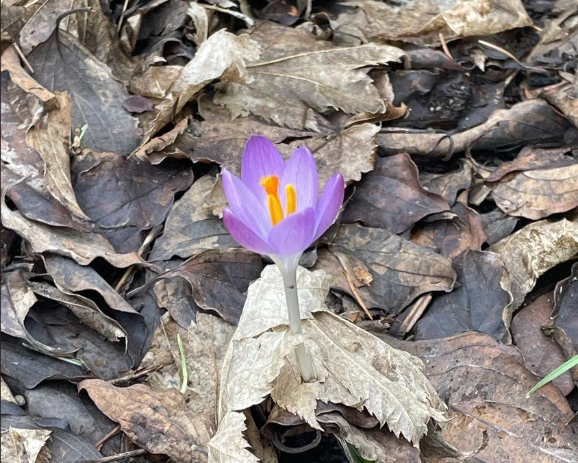 On Hope, Chronic Illness and Flowers