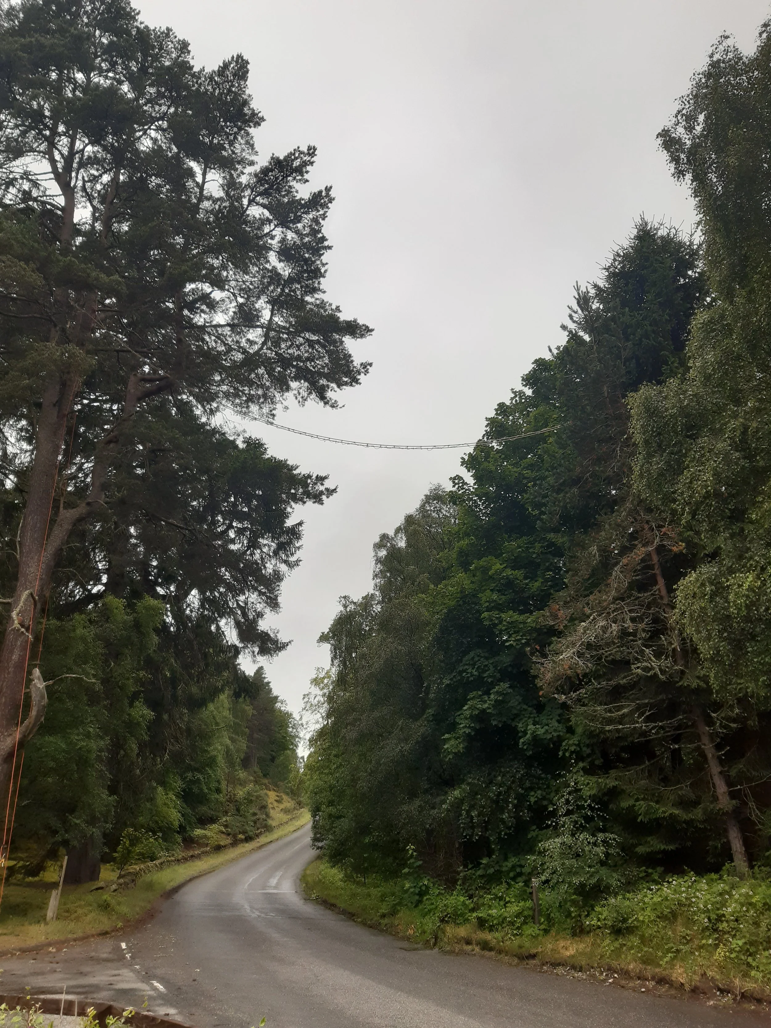 Rope Squirrel Bridge