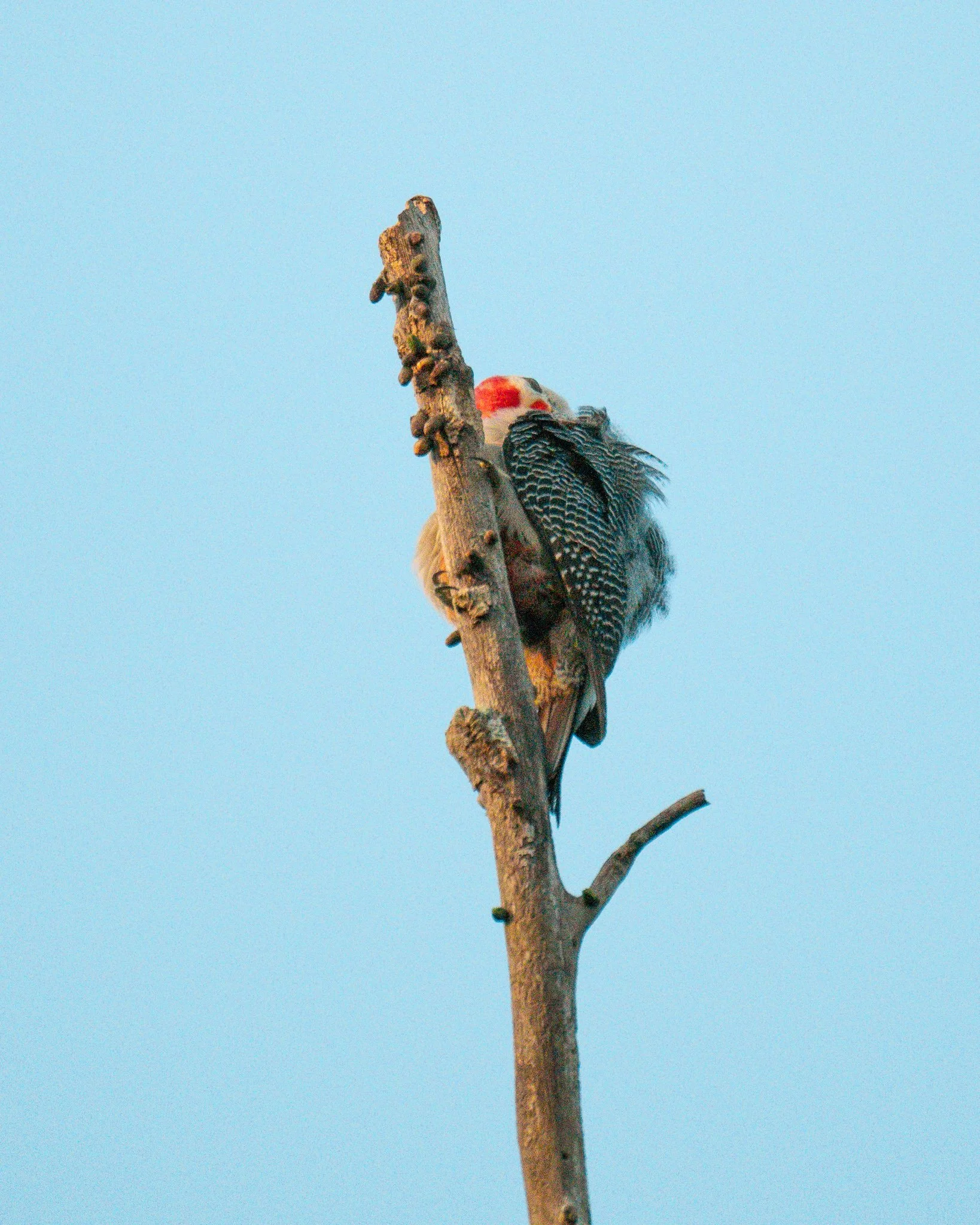 Yucatan Woodpecker