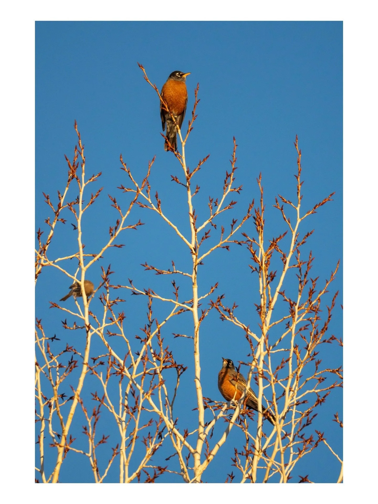 Nothing but Blue Skies.
.
.
.
.
.
.
.

⁣⁣⁣⁣⁣⁣⁣⁣⁣⁣⁣#toptravelspot #fchieli #federicochieli #santafe #santafenm #wilderness #wildlife #wildlifephotography #robins #redwingedblackbirds #mountain #light #southwest #southwestern #thelandofenchantment #fed