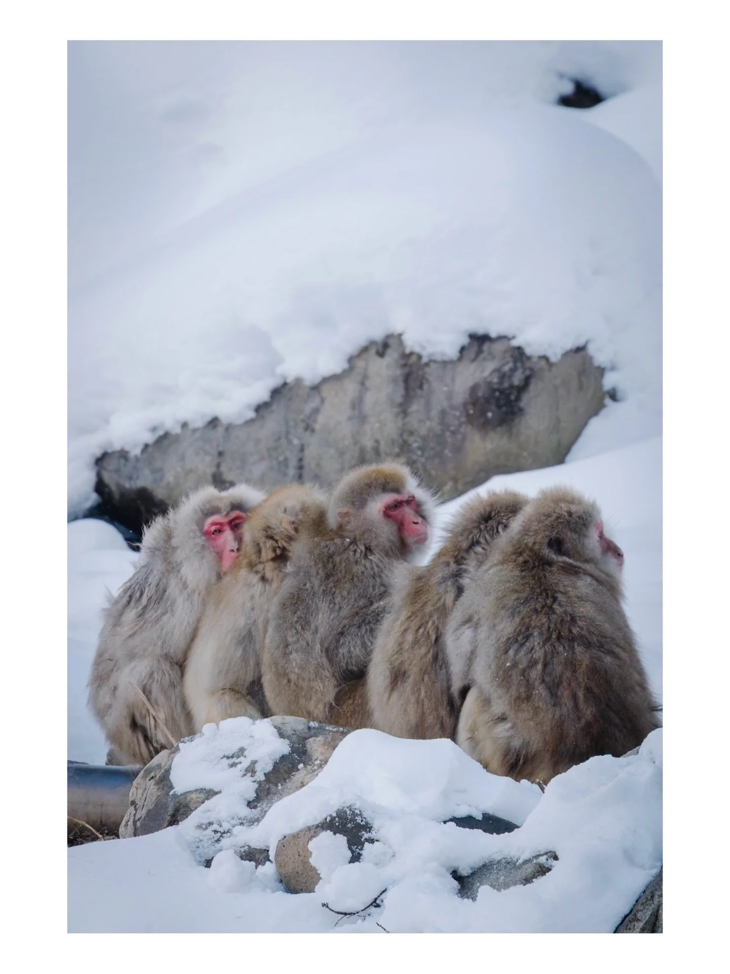 Jigokudani Snow Monkeys, Japan. @nomadicsonglines
Original music (Mushrooms Garden) by me.
.
.
.
.
.
#jigokudani #japanesemacaques #japanesemonkeys #snowmonkeys #naganowildlife #arashiyamakyoto #snowwildlife #japanwildlife #monkeypark #macacafuscata 