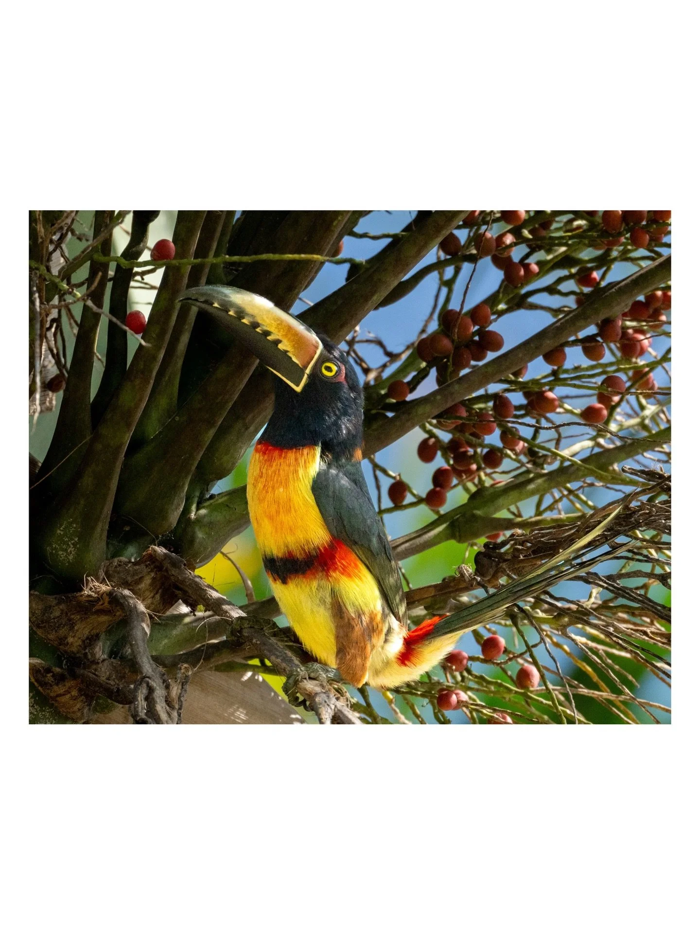 Keel-billed Toucans and Aracari ! all shot at @coquicoquiofficial #tropicalia #tropicalbirds #federicochieli #toptravelspot Tucanes y Tucancitos