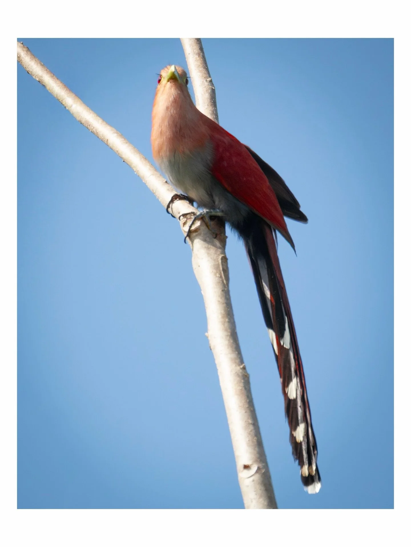 Wildlife, all shot in @akalki.bacalar Bacalar, in a short few days window.
Quintana Roo, Mexico.  #toptravelspot #federicochieli #wildlifemexico #wildlifephoto