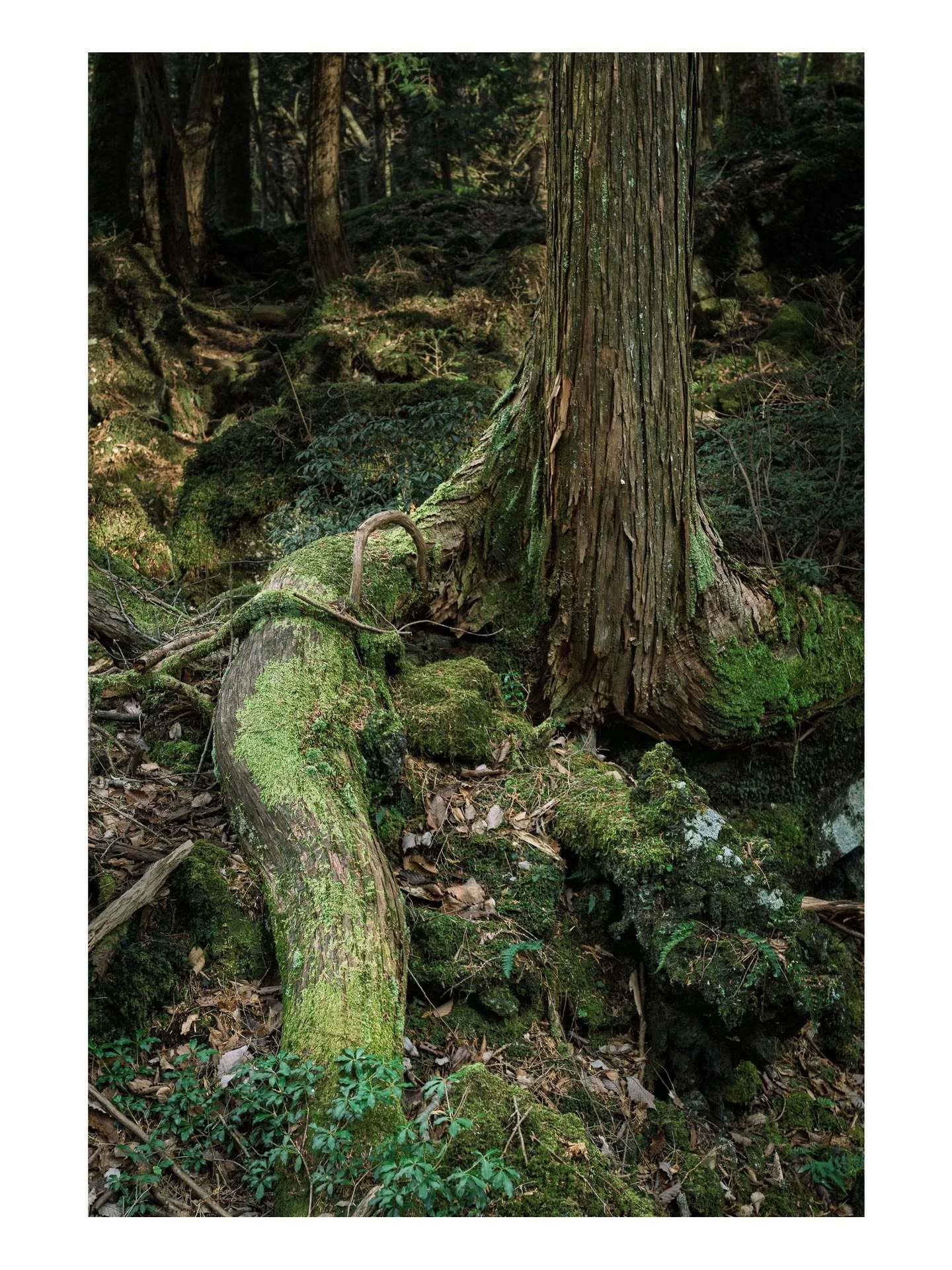 Mossy forest on the slopes of Mt.Fuji, Japan. @nomadicsonglines
.
.
.
.
.

#landscapelover #AokigaharaForest #MossyForest #EmeraldMoss #AncientWoods #LavaForest #JapaneseForest #SilentNature #ForestTextures #MysticJapan #MossLovers #ForestMood #Natur
