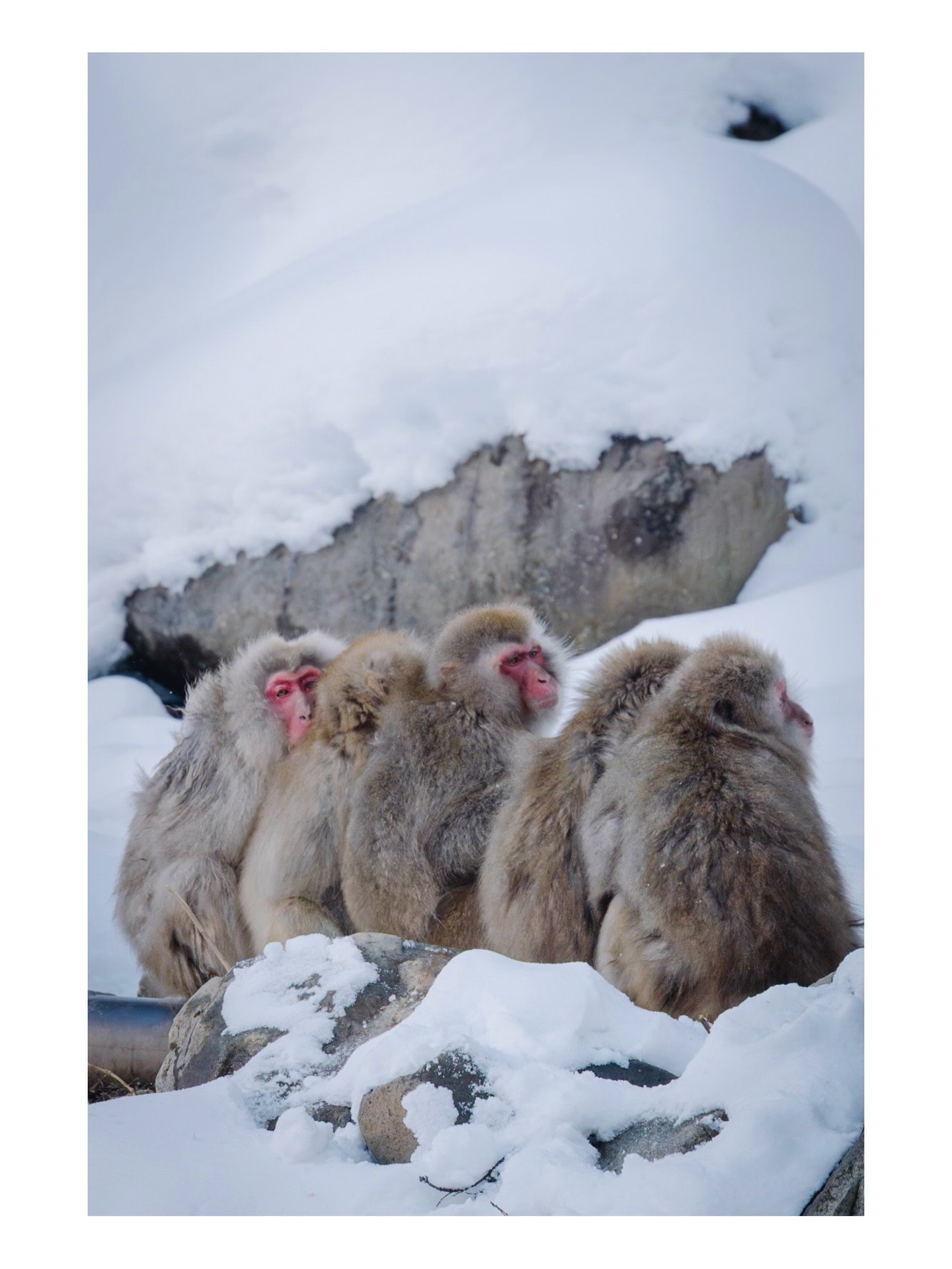 Jigokudani Snow Monkeys, Japan. @nomadicsonglines
Original music (Mushrooms Garden) by me.
.
.
.
.
.
#jigokudani #japanesemacaques #japanesemonkeys #snowmonkeys #naganowildlife #arashiyamakyoto #snowwildlife #japanwildlife #monkeypark #macacafuscata 