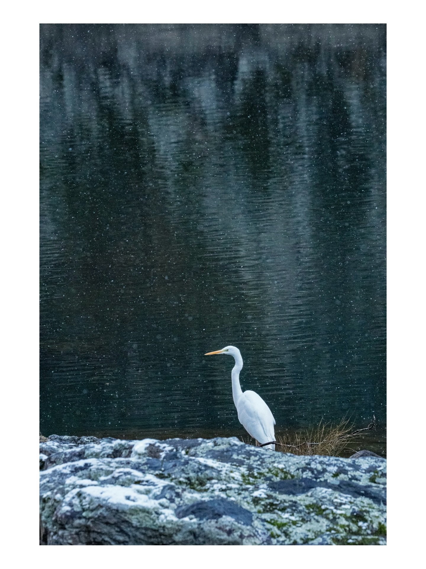 Arashiyama, Kyoto, Japan. @nomadicsonglines

.
.
.
.
.
#arashiyama #bambooforest #hoshinoya #kyoto #kyotowildlife #arashiyamakyoto #kyototravel #japanwildlife #egrets #cormorants #greyheron #wildlifejapan #naturejapan #visitkyoto #traveljapan
#discov