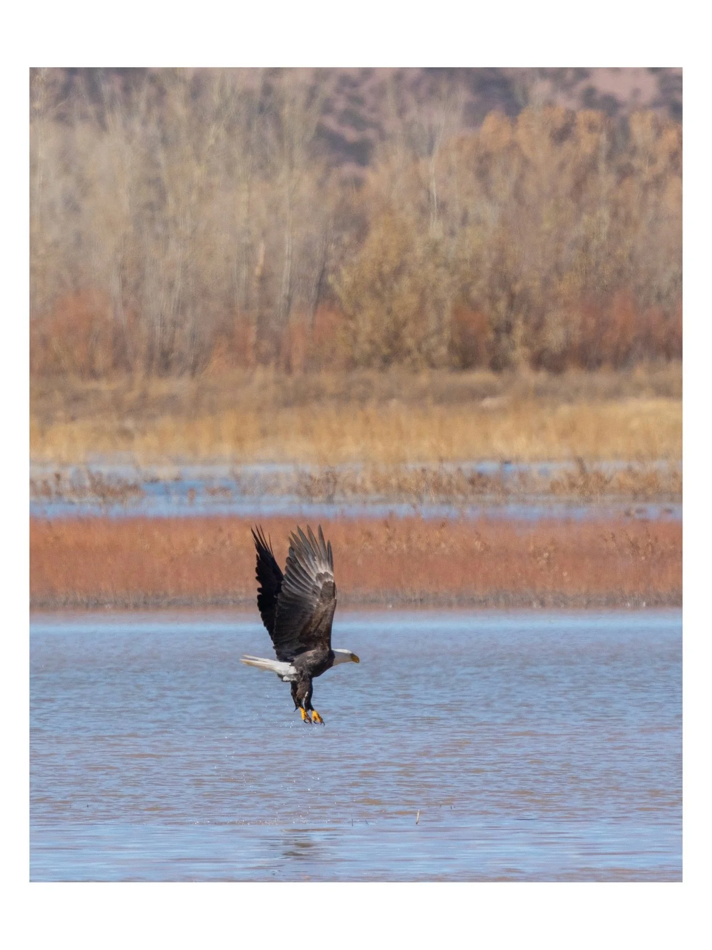 Bosque Del Apache, New Mexico wildlife.
.
.
.
.
.

#landscapelover #newmexico #bosquedelapache #nature #wildlifephotography #cranes #snowgeese #redtailedhawk #baldeagles #snowgeese #canadageese #shoveler #sandhillcranes #muledeer #blackbirds #coyotes