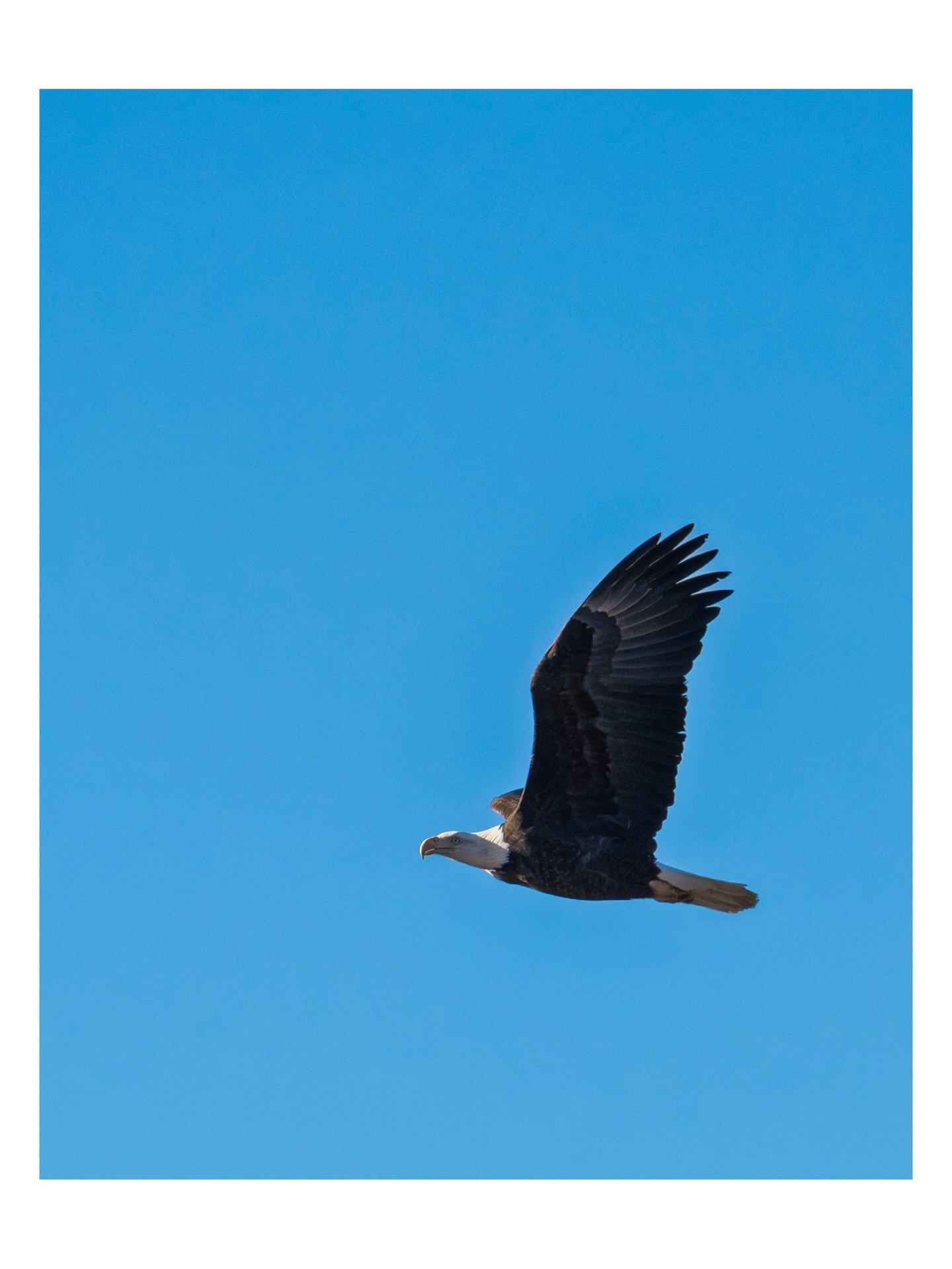 Chasing Eagles (and other birds) on the Chama River, New Mexico.
Music by me
.
.
.
, 
.
.
.

⁣⁣⁣⁣⁣⁣⁣⁣⁣⁣⁣#toptravelspot #fchieli #federicochieli #chamariver #gomezcanyon #baldeagles #westernbluebirds #wilderness #magpies #redrocs #cedarwaxwing #newmex