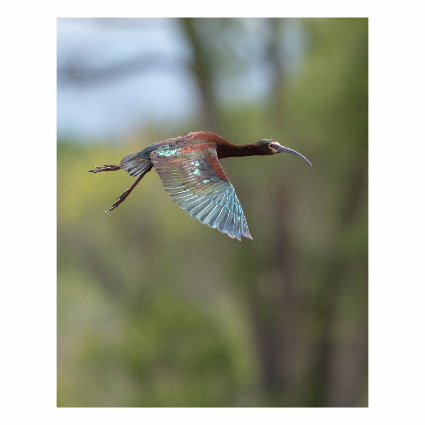 Spring in New Mexico, first time White-faced Ibis for me.
