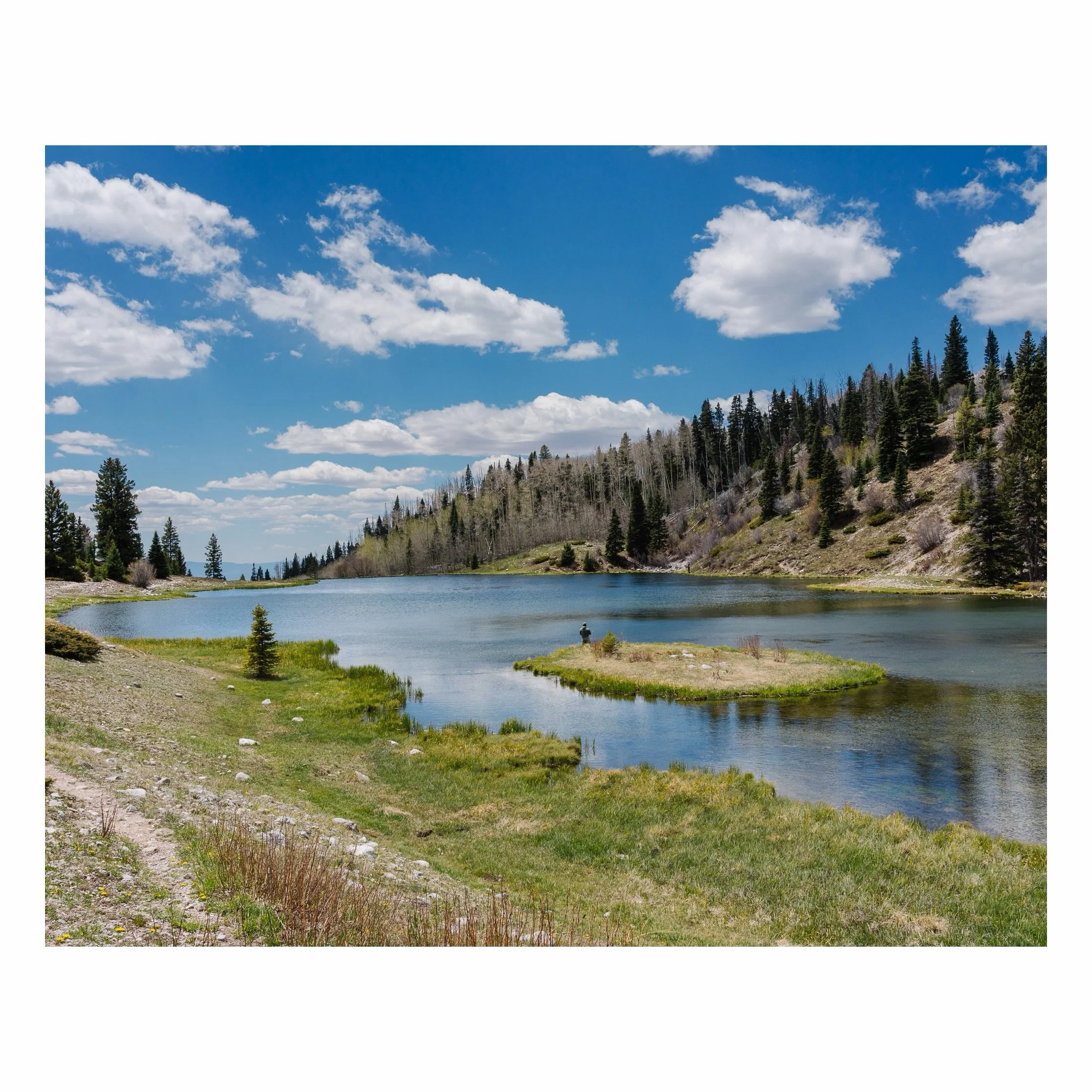 Tale of two forests. Santa Fe National and Carlson. A few miles away from each others. Camping trip on the Chama river. 10,000 feet high lakes, Red Rocks by the Chama river, Ospreys, Jackrabbits, Canada Geese, Mallards, Mergansers and Jays