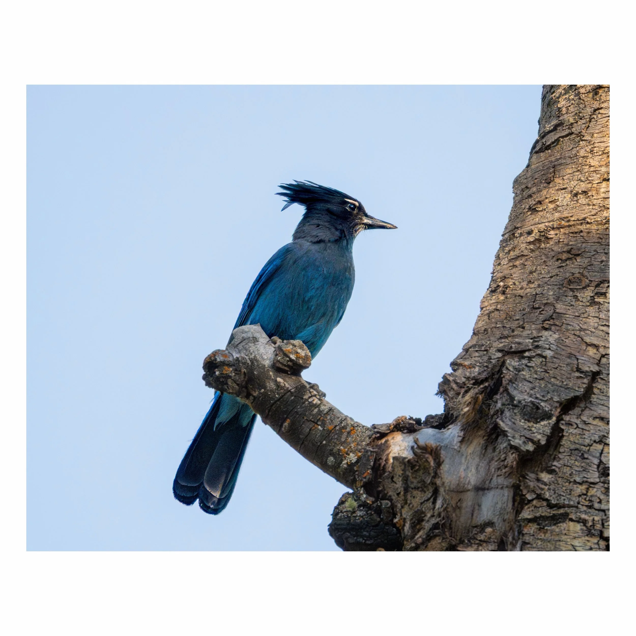Blue. In the garden, on the mountains and in town. Steller&rsquo;s Jays, Western bluebirds, Flaming Plymouths