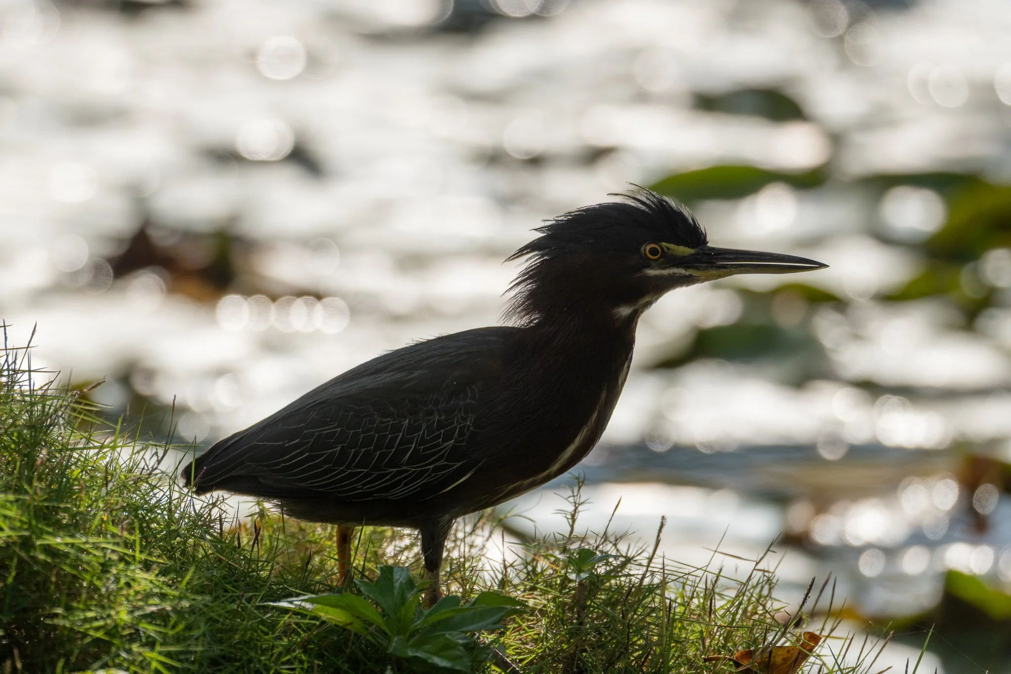 Green Heron