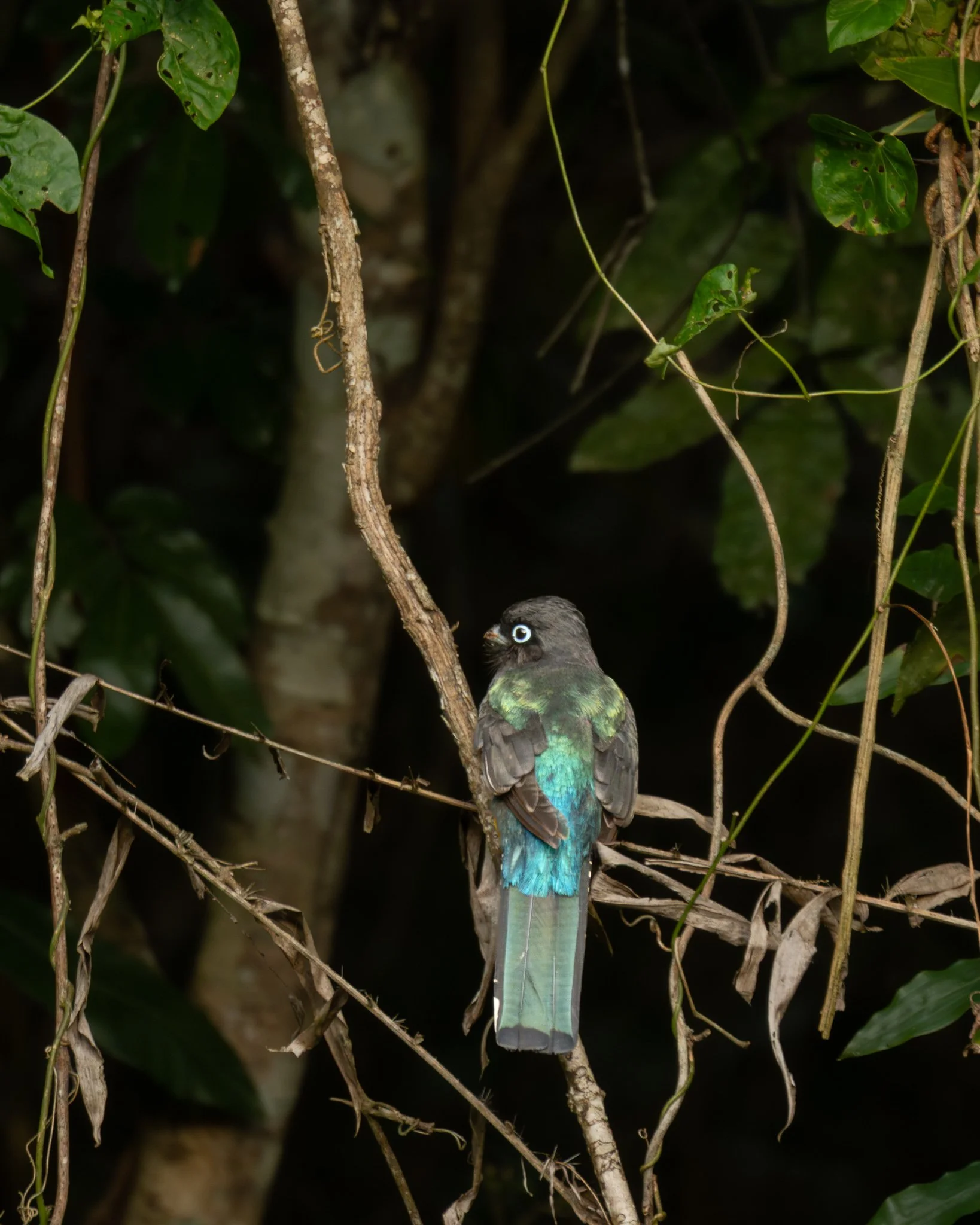 Black-throated Trogon