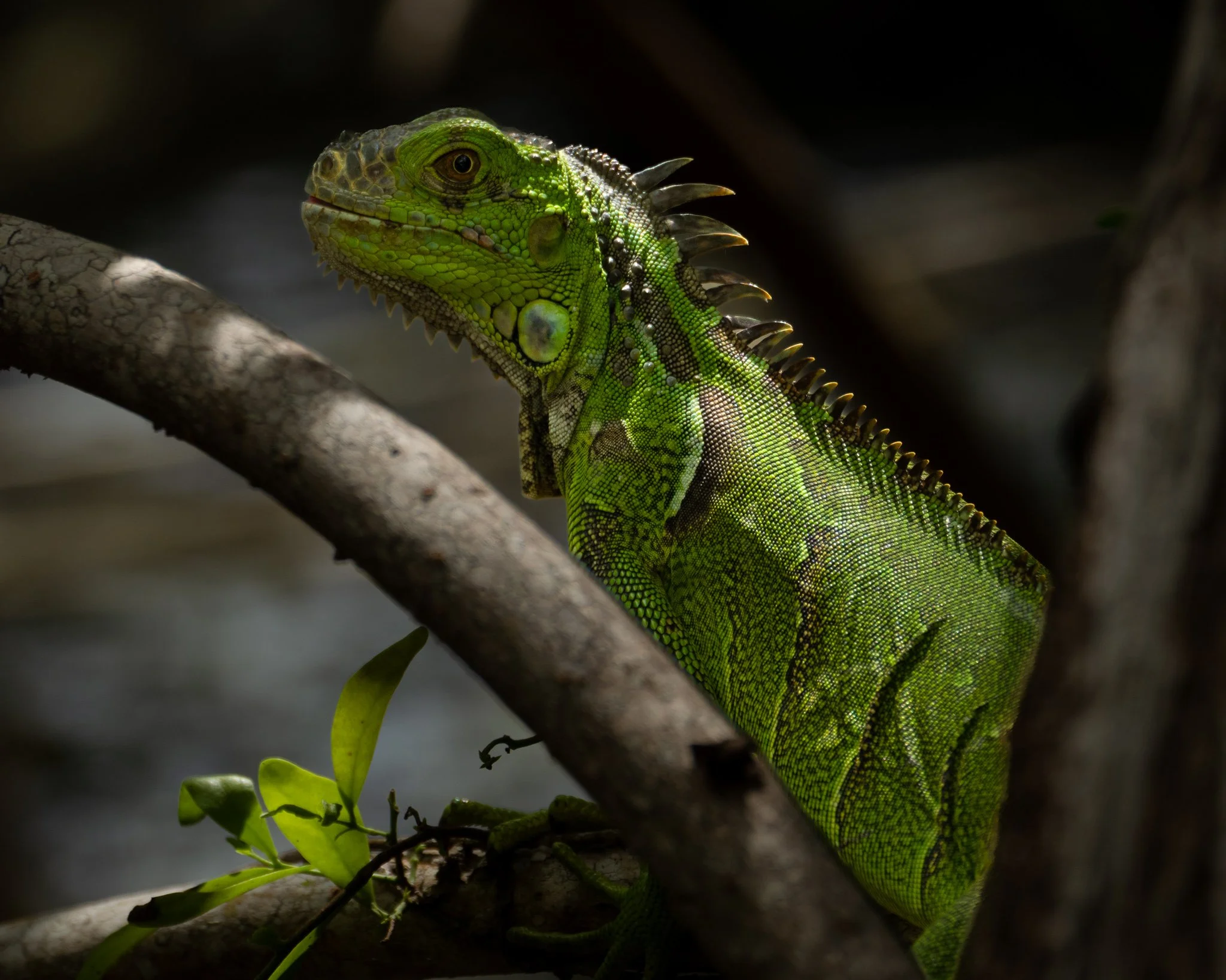 Green Iguana