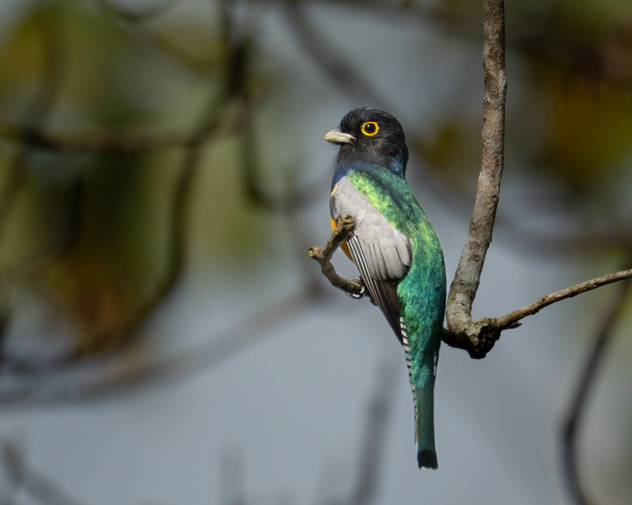 Gartered Trogon