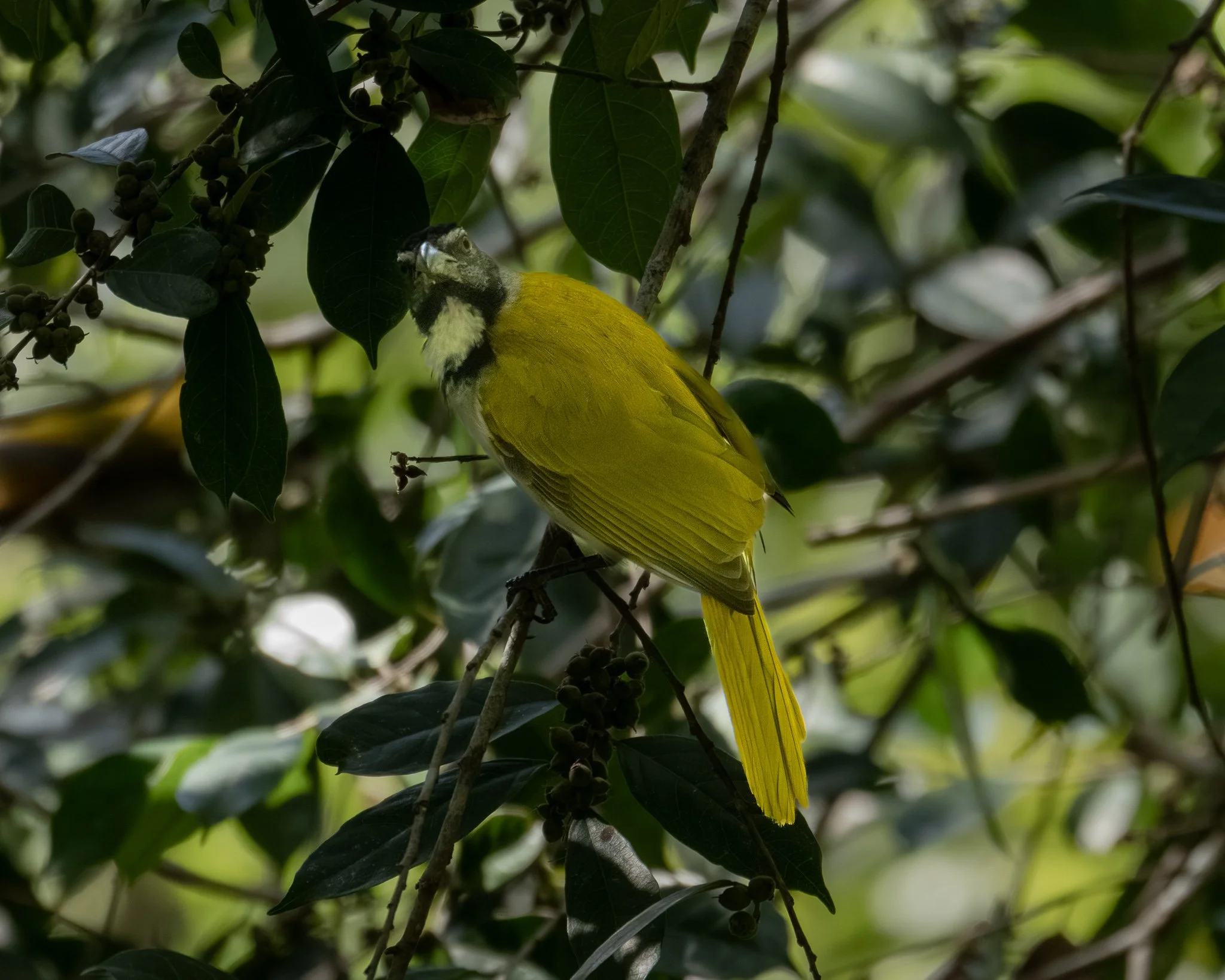 Black-headed Saltator