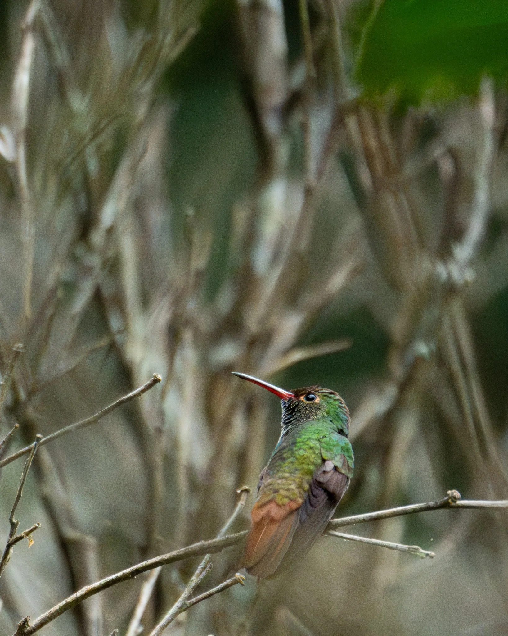 Rufous-tailed Hummingbird