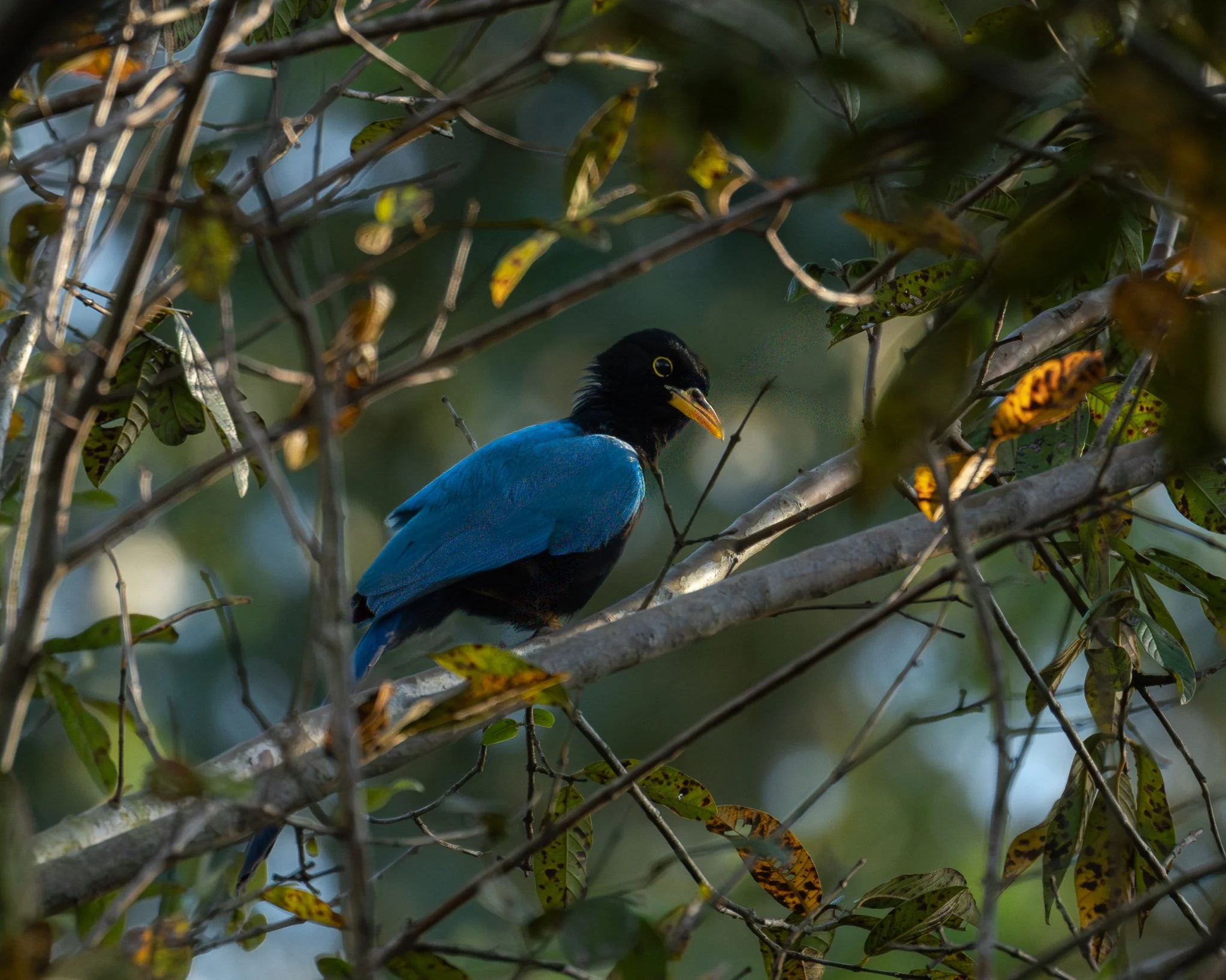 Yucatan Jay