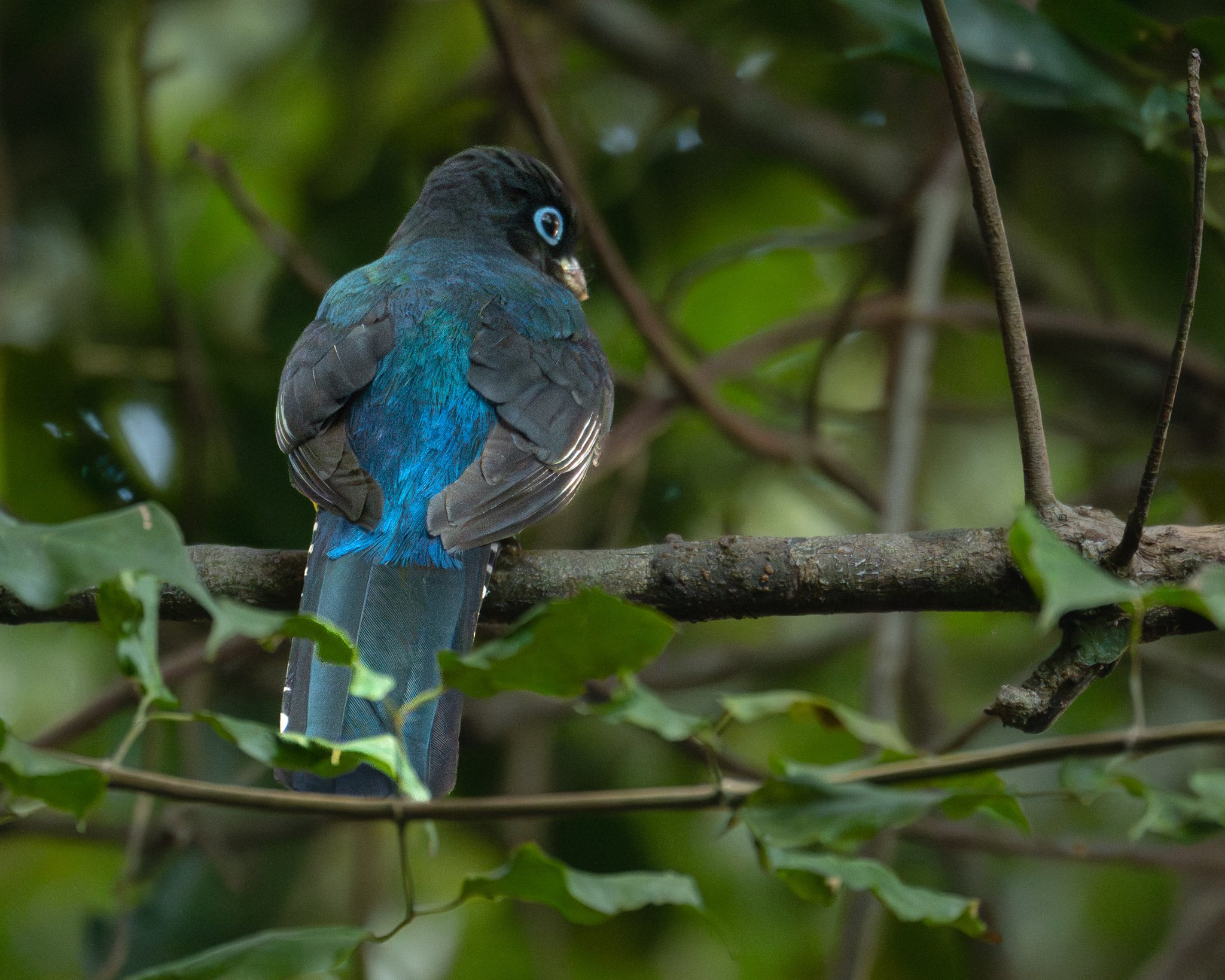 Black-throated Trogon