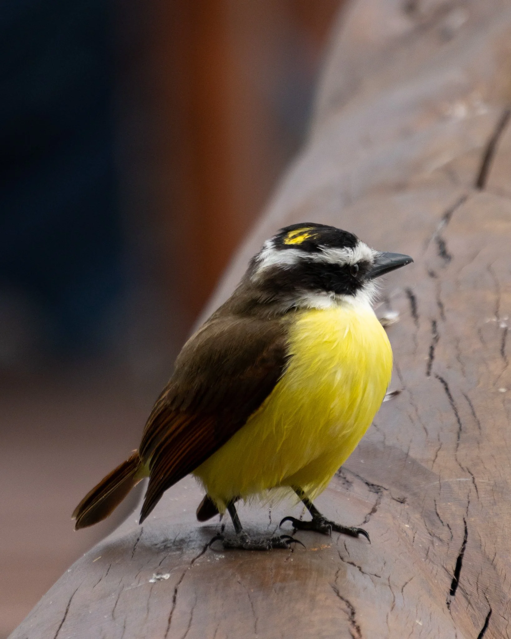 Greater Kiskadee