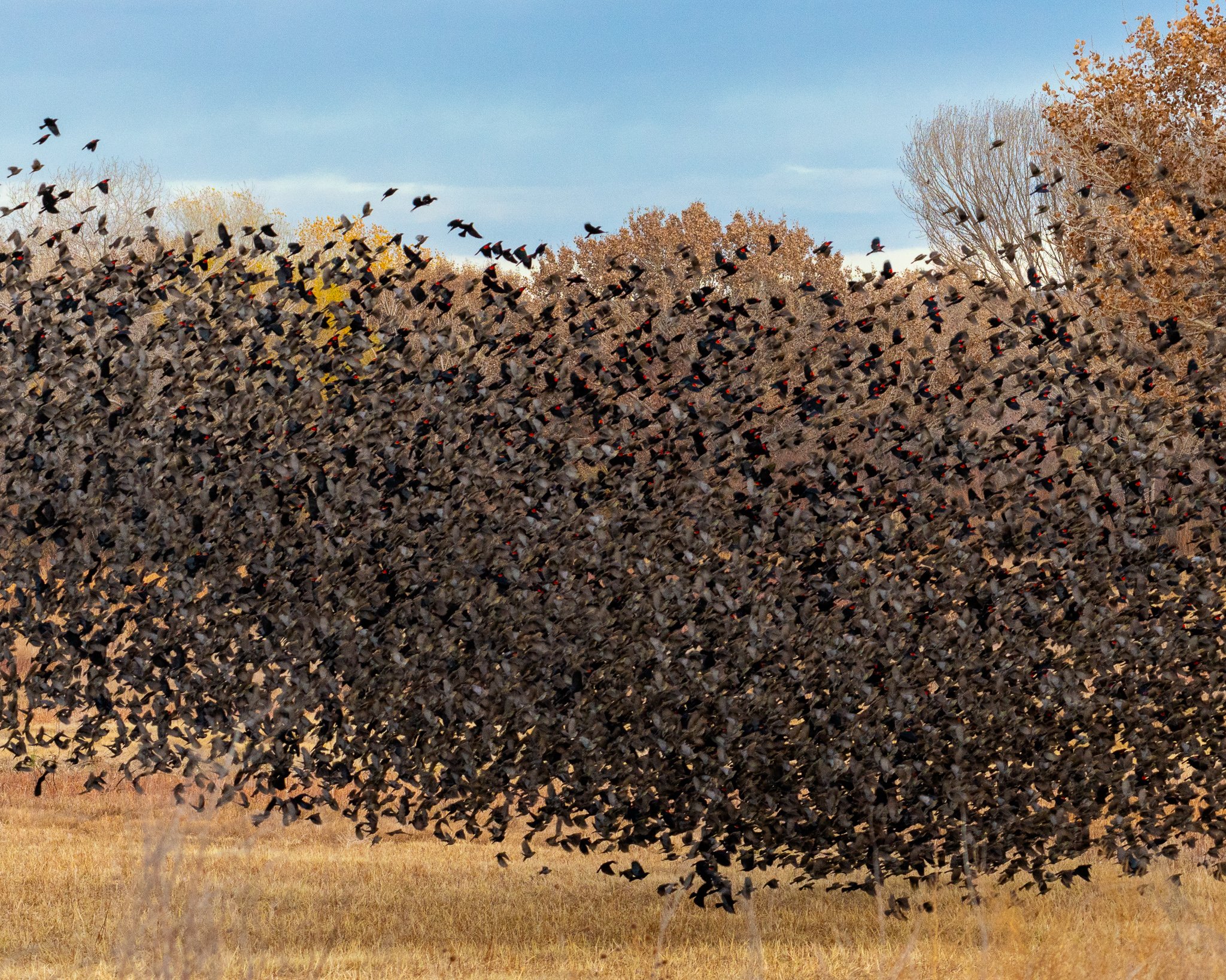 Blackbirds Murmuration