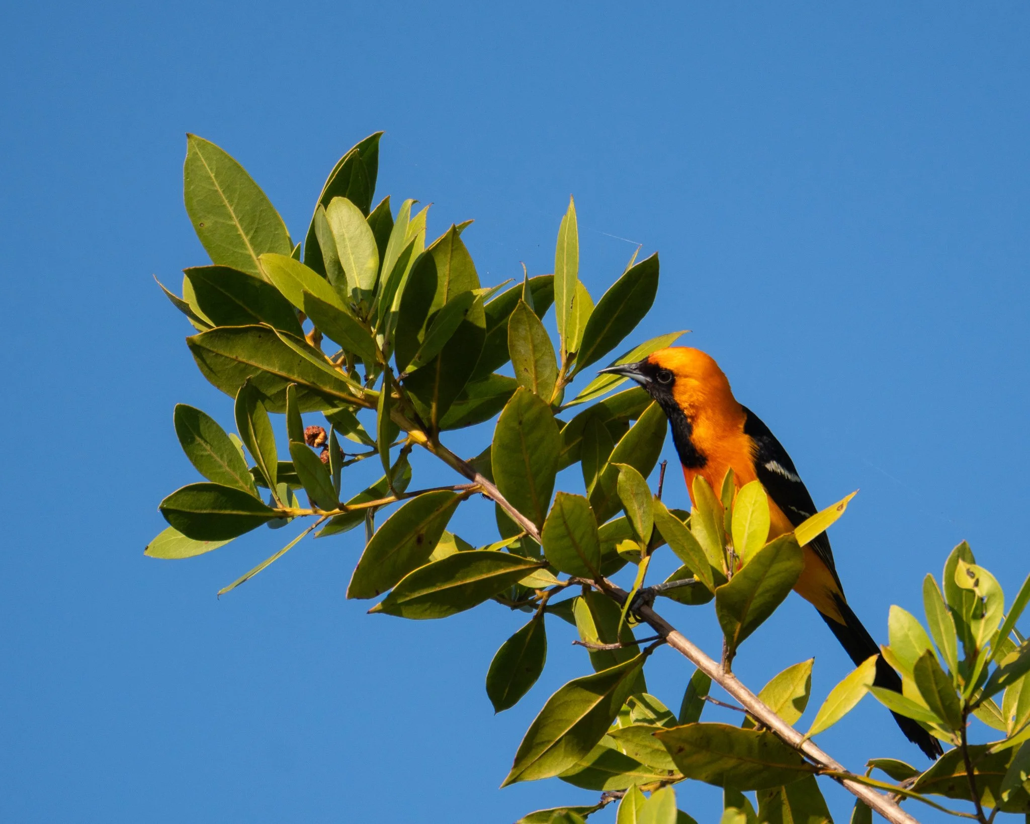 Hooded Oriole
