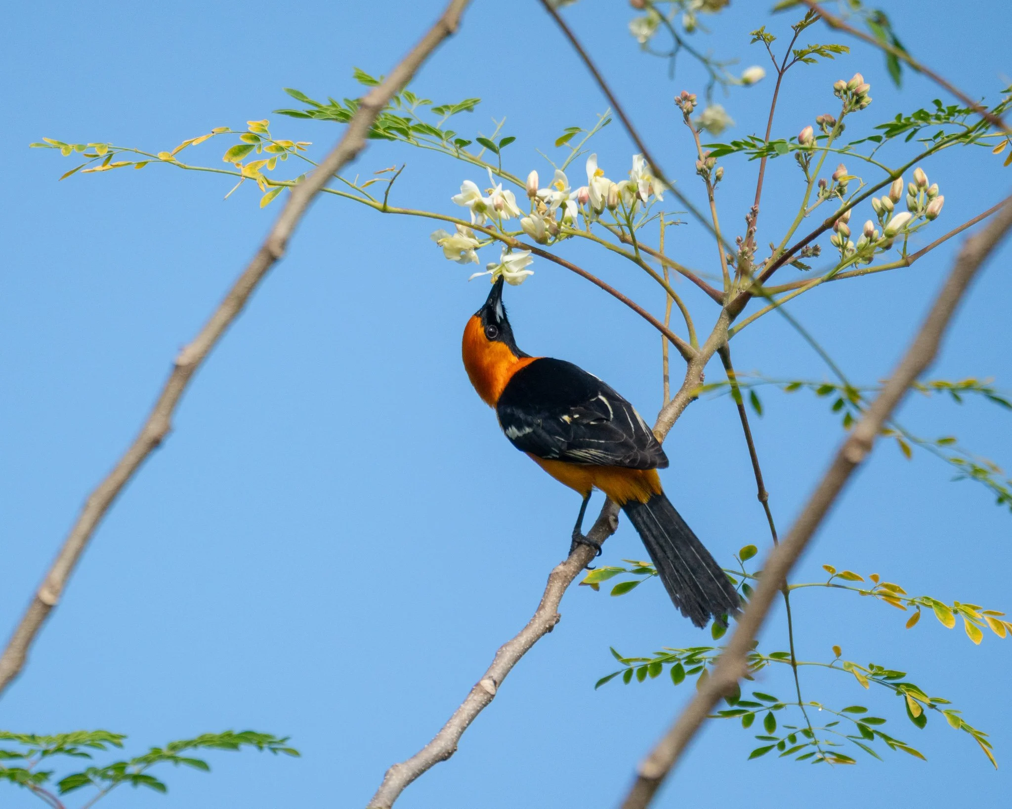 Hooded Oriole