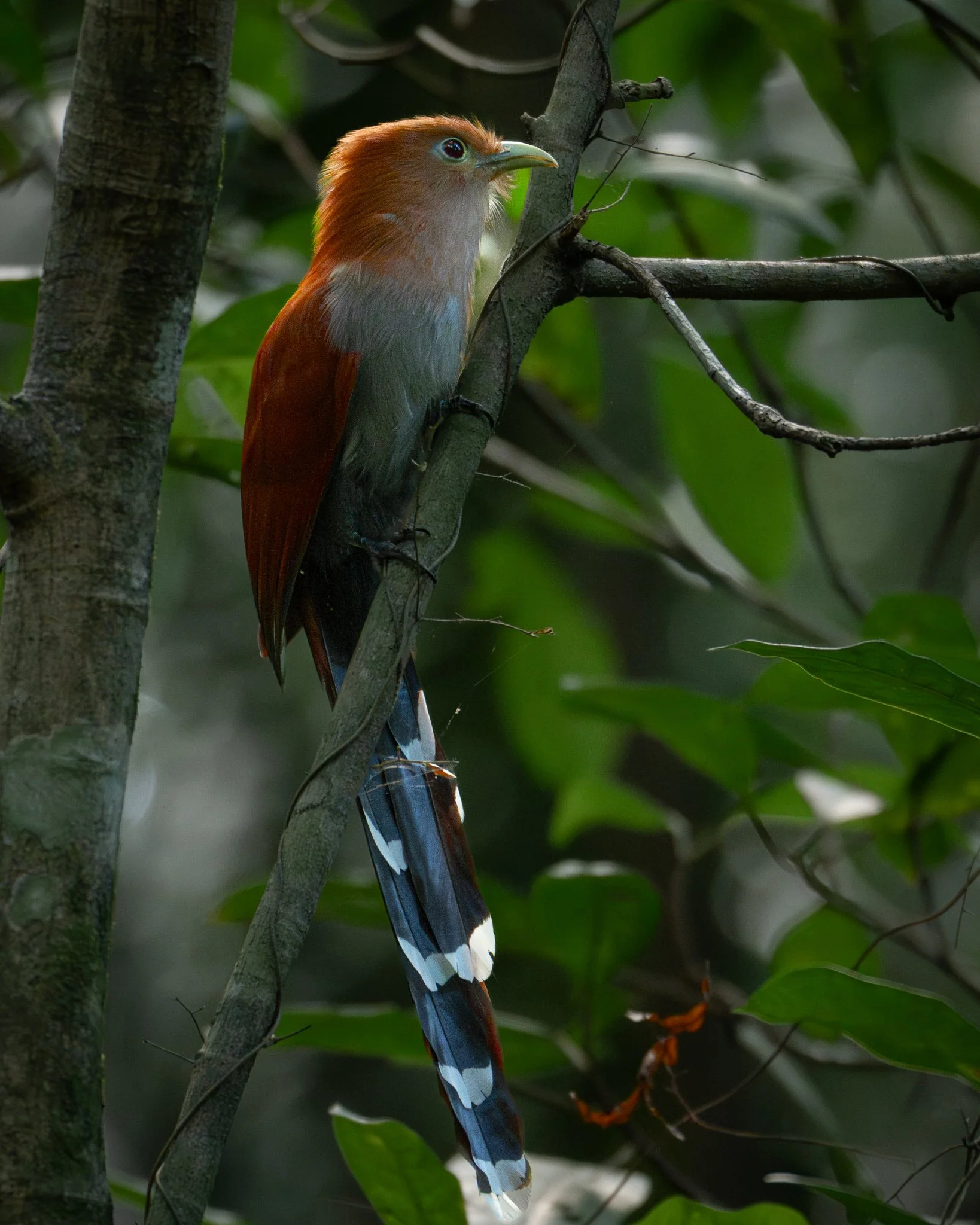 Common Squirrel Cuckoo