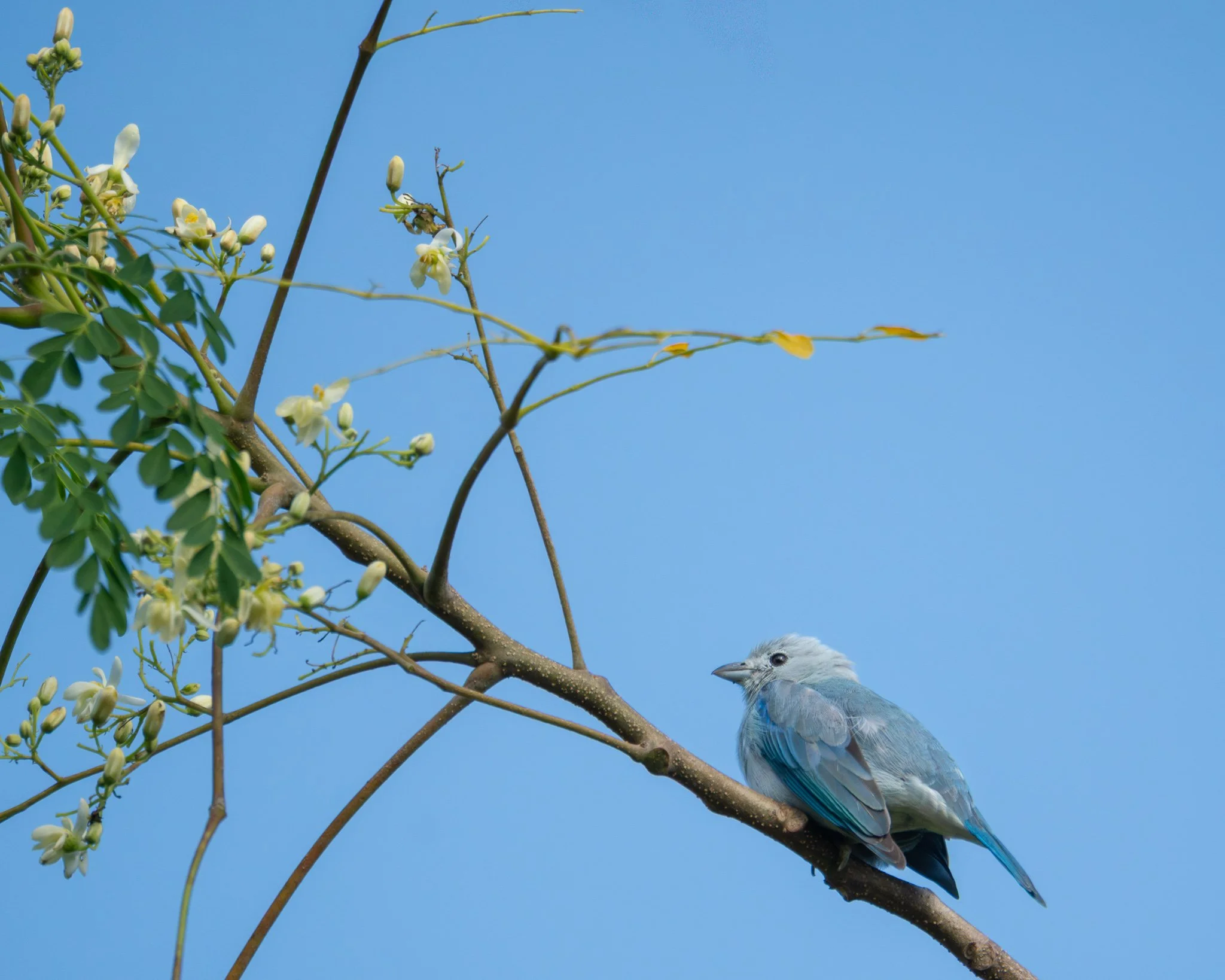 Gray-blue Tanager