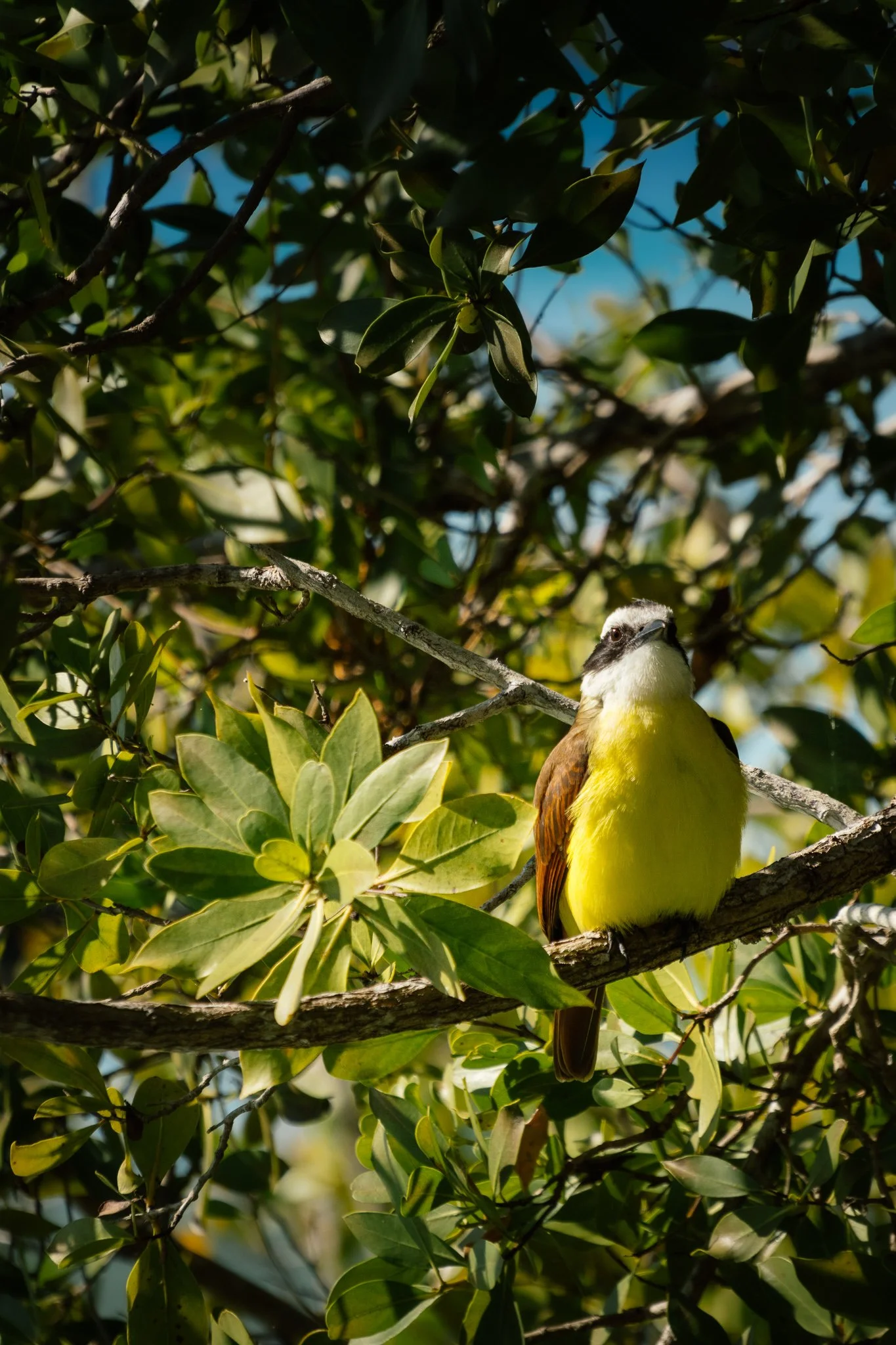 Greater Kiskadee