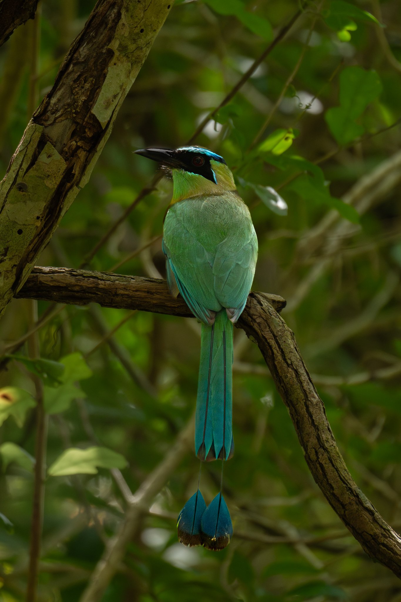 Turquoise-browed Mot Mot