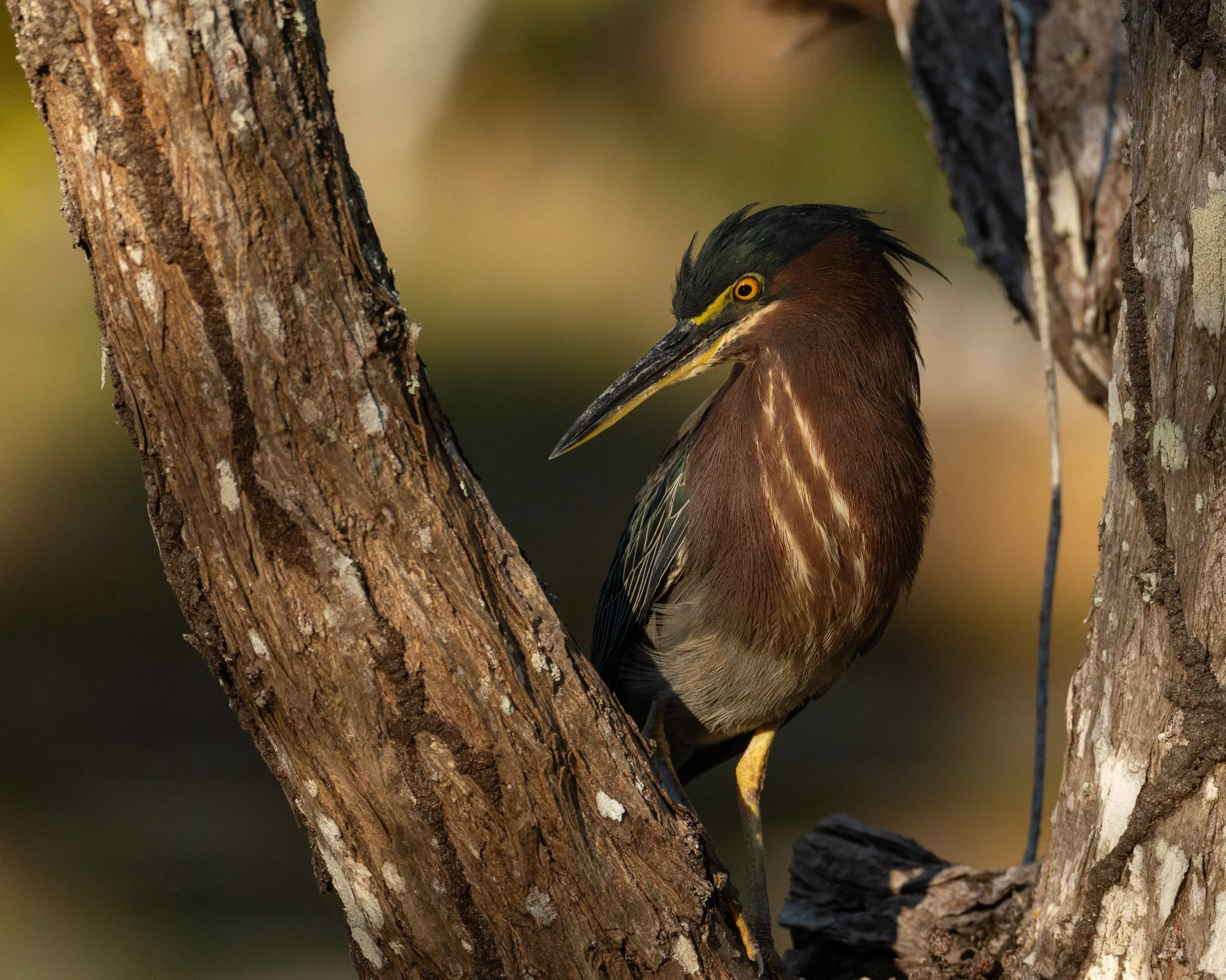 Green Heron