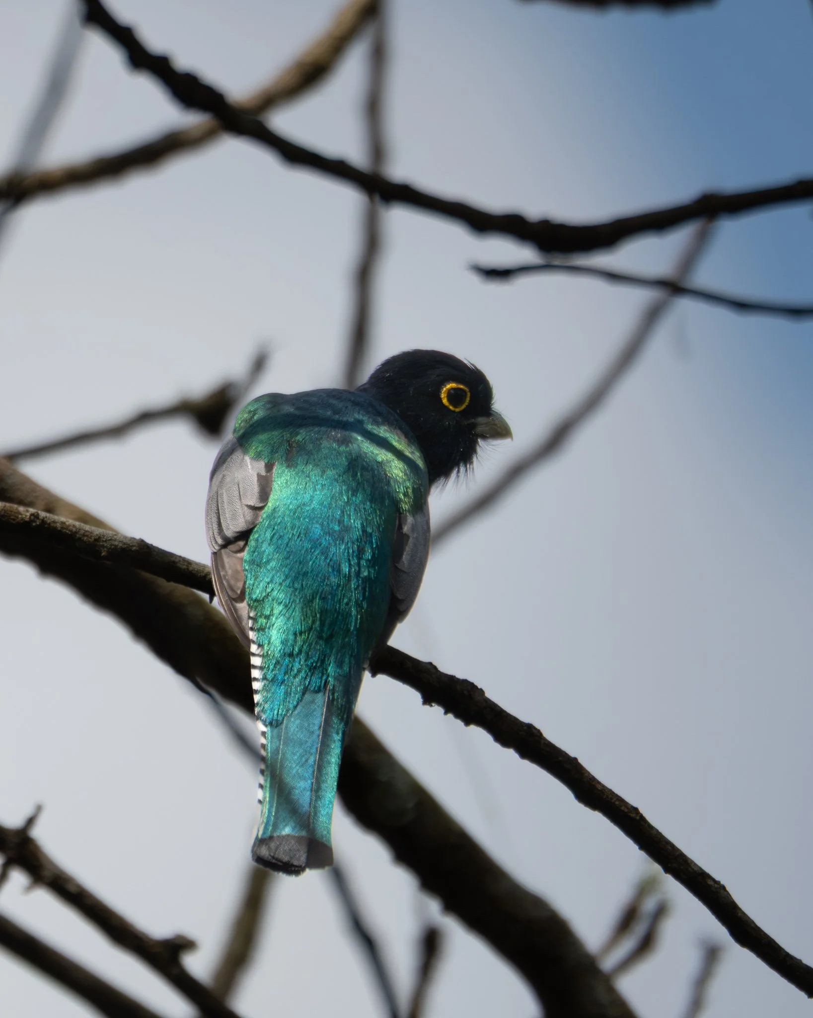 Gartered Trogon